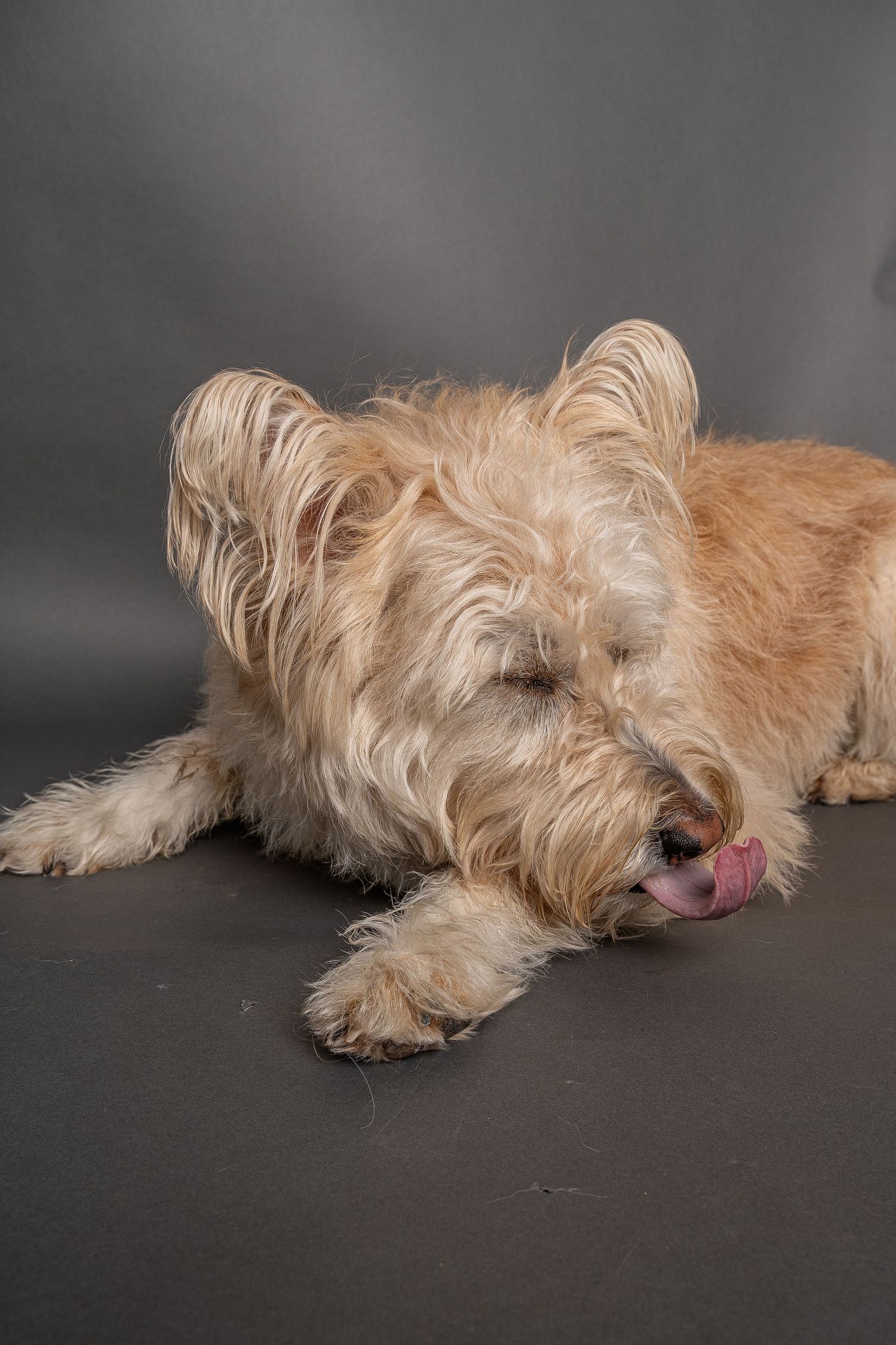 Fluffy golden terrier dog lying down licking its paw on a gray studio background.