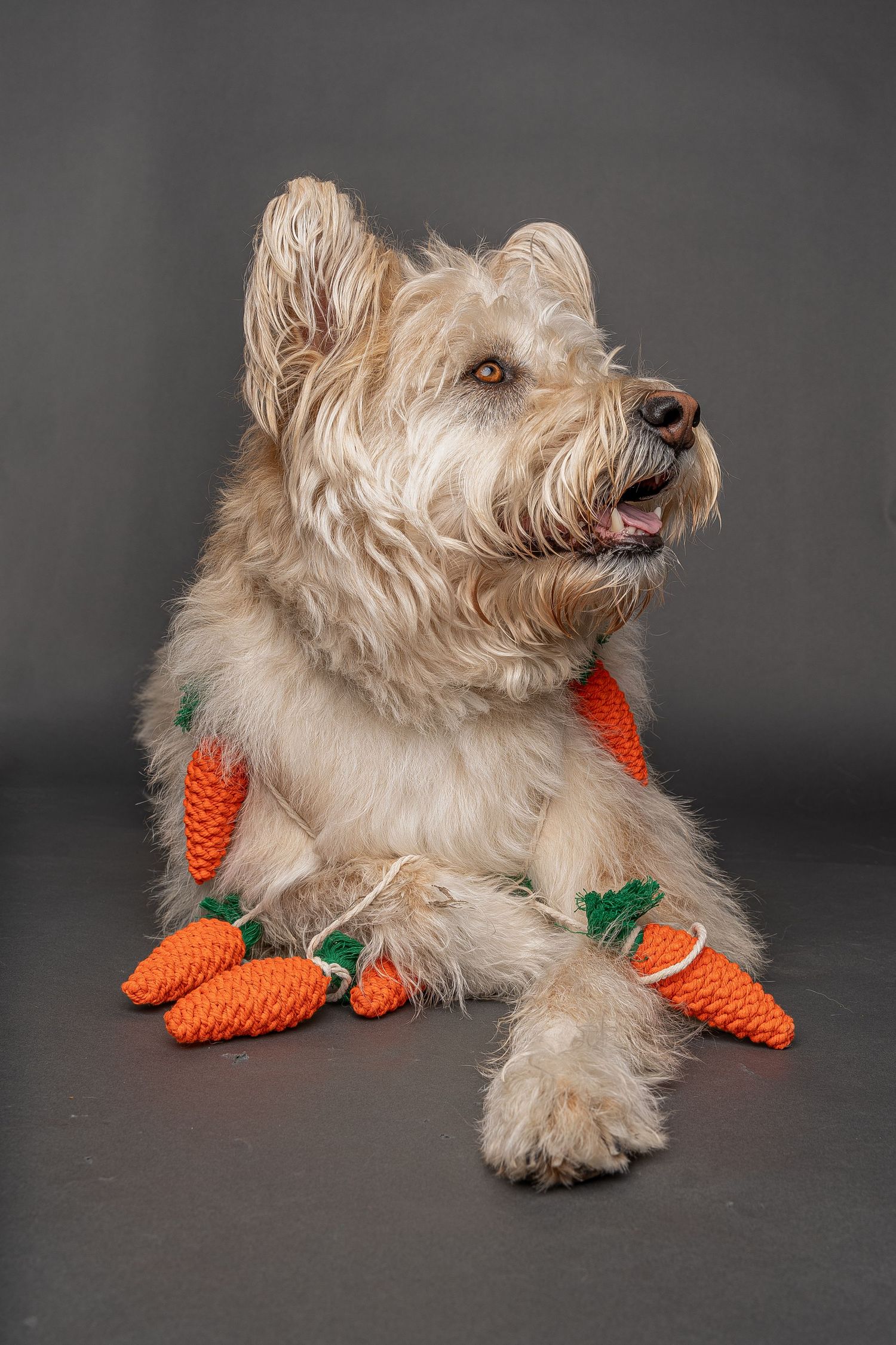 Fluffy terrier dog lying down with orange carrot toys on a gray background.