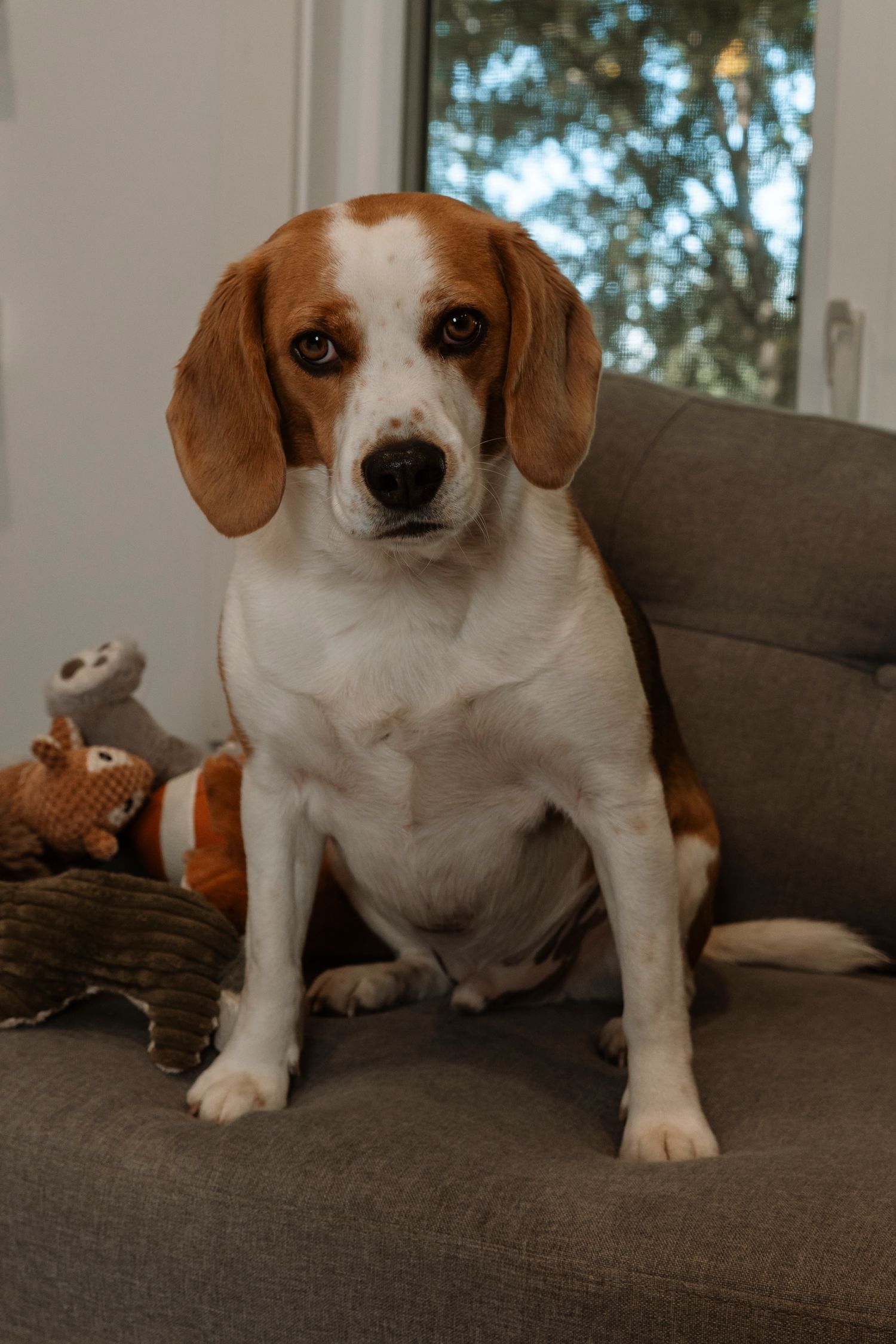 A brown and white Beagle dog sits upright on a gray couch with stuffed animal toys beside it.