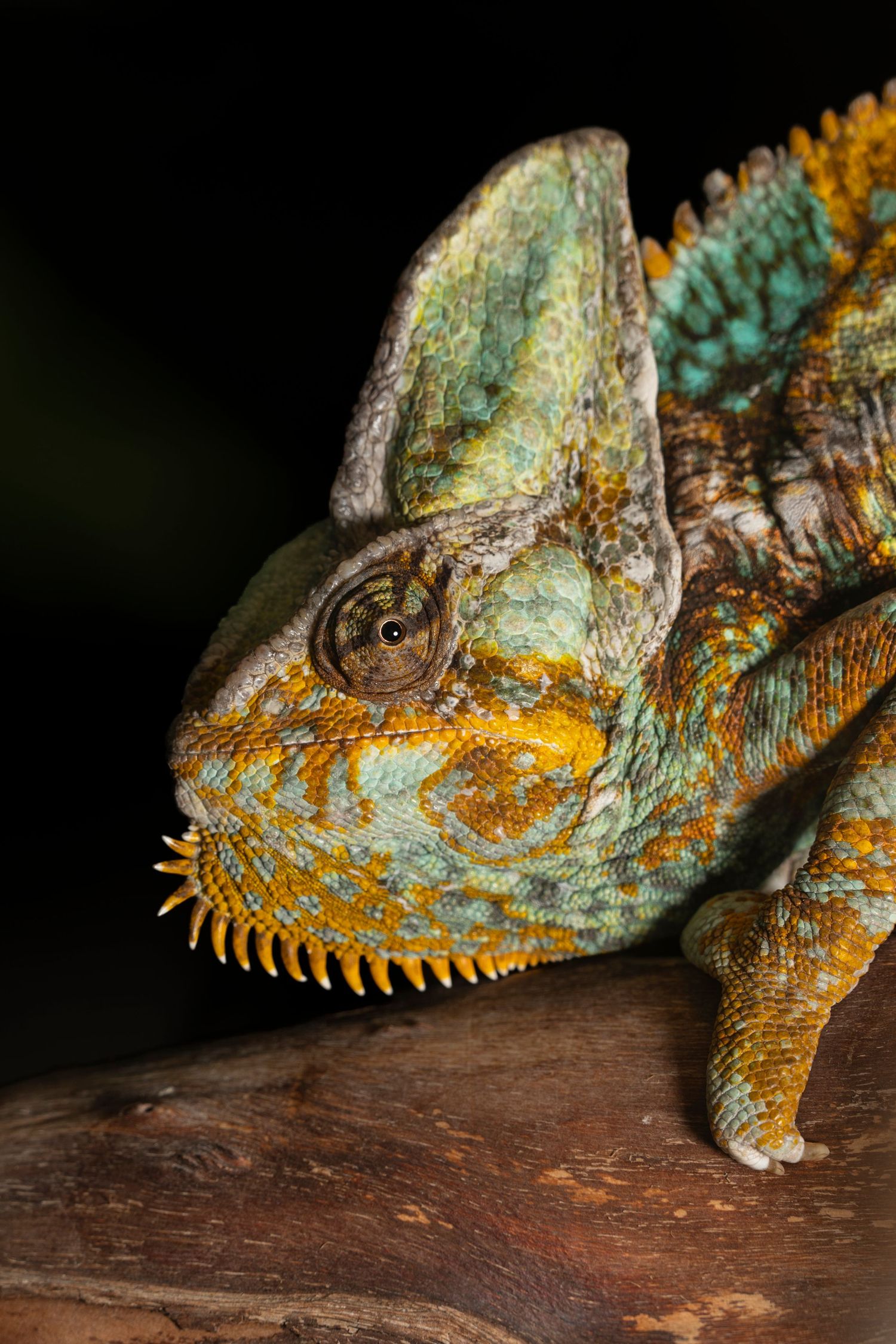 Close-up of a vibrant veiled chameleon with green and orange scales perched on a wooden branch against a dark background.