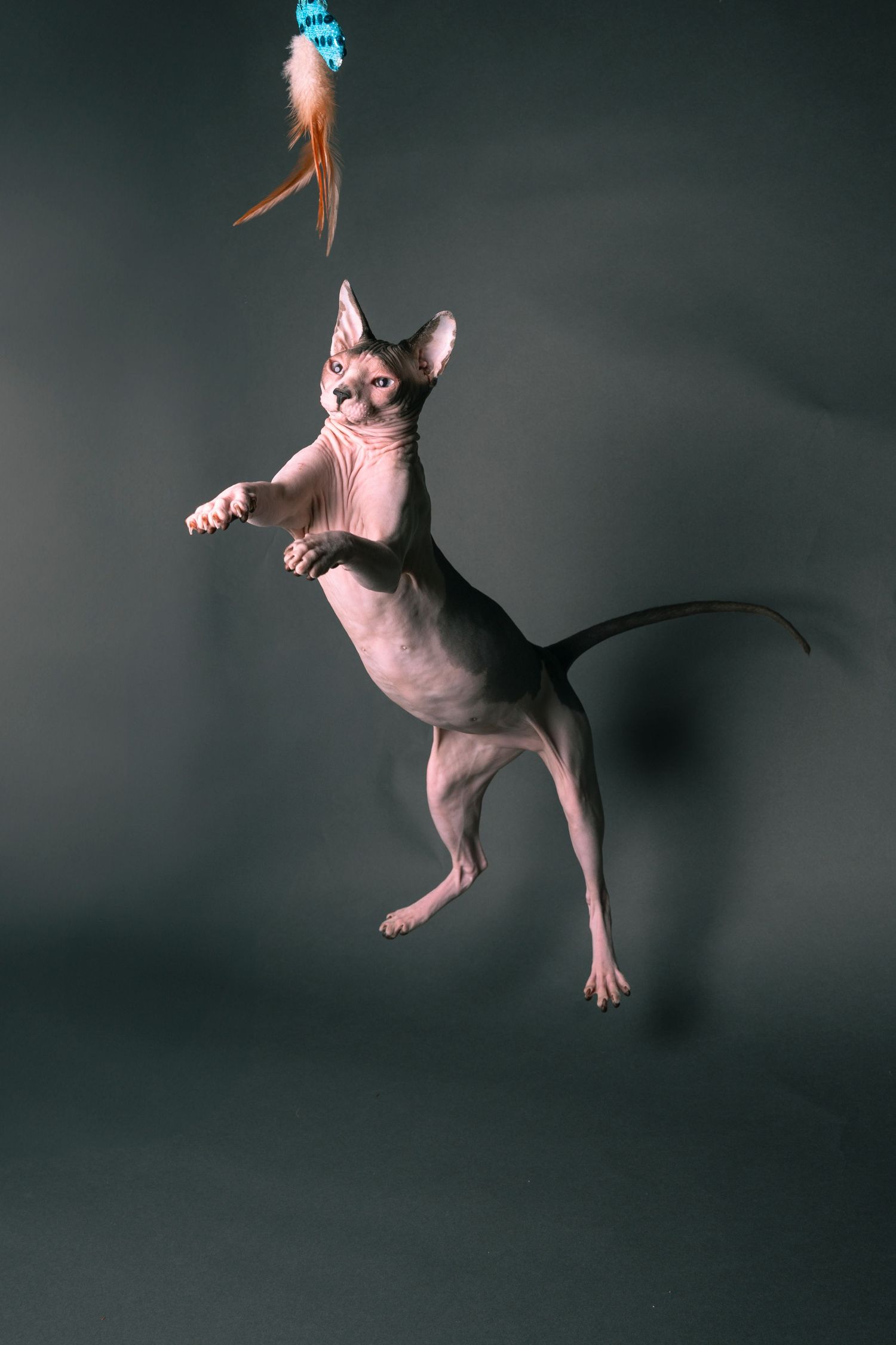 A hairless Sphynx cat leaps mid-air reaching for a feather toy against a dark gray studio background.