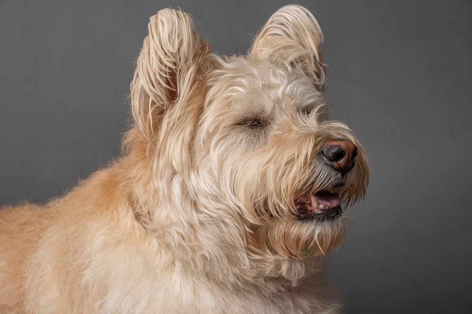 Fluffy cream-colored terrier dog with shaggy fur posing against a gray studio background.