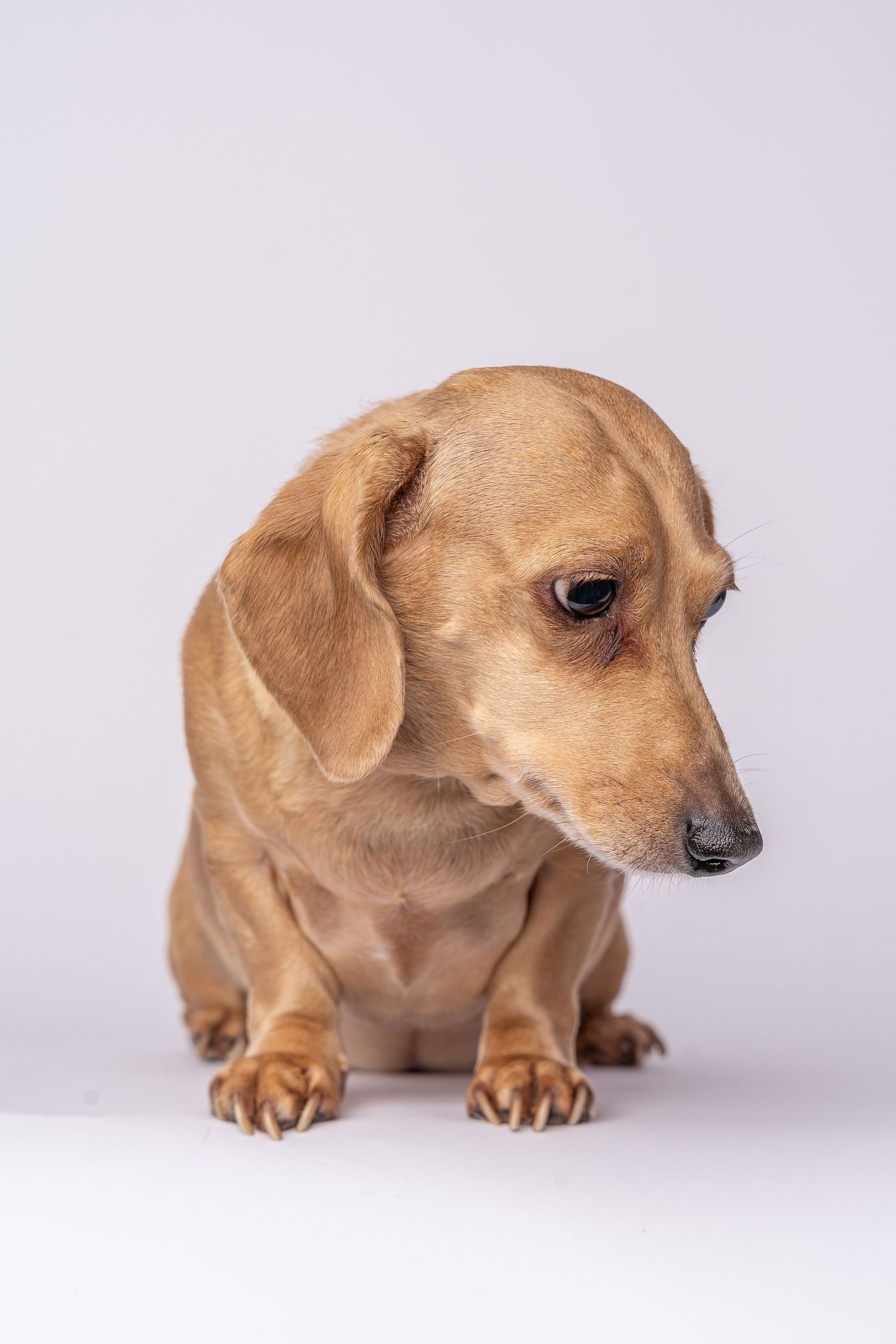 A tan dachshund dog sitting against a white background, looking downward with floppy ears and short legs.