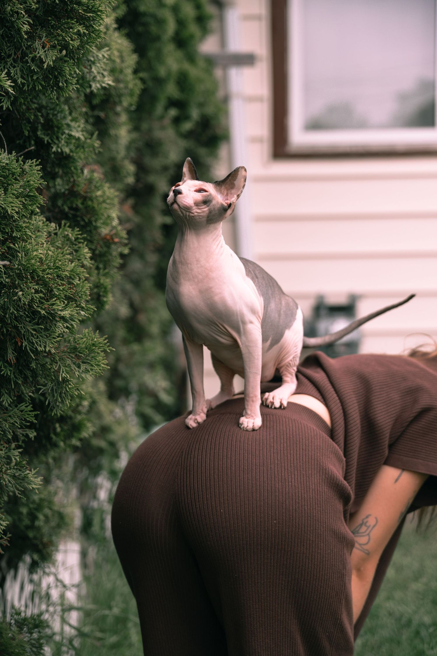 A hairless Sphynx cat perches on a person's back outdoors, surrounded by lush green shrubs near a house.