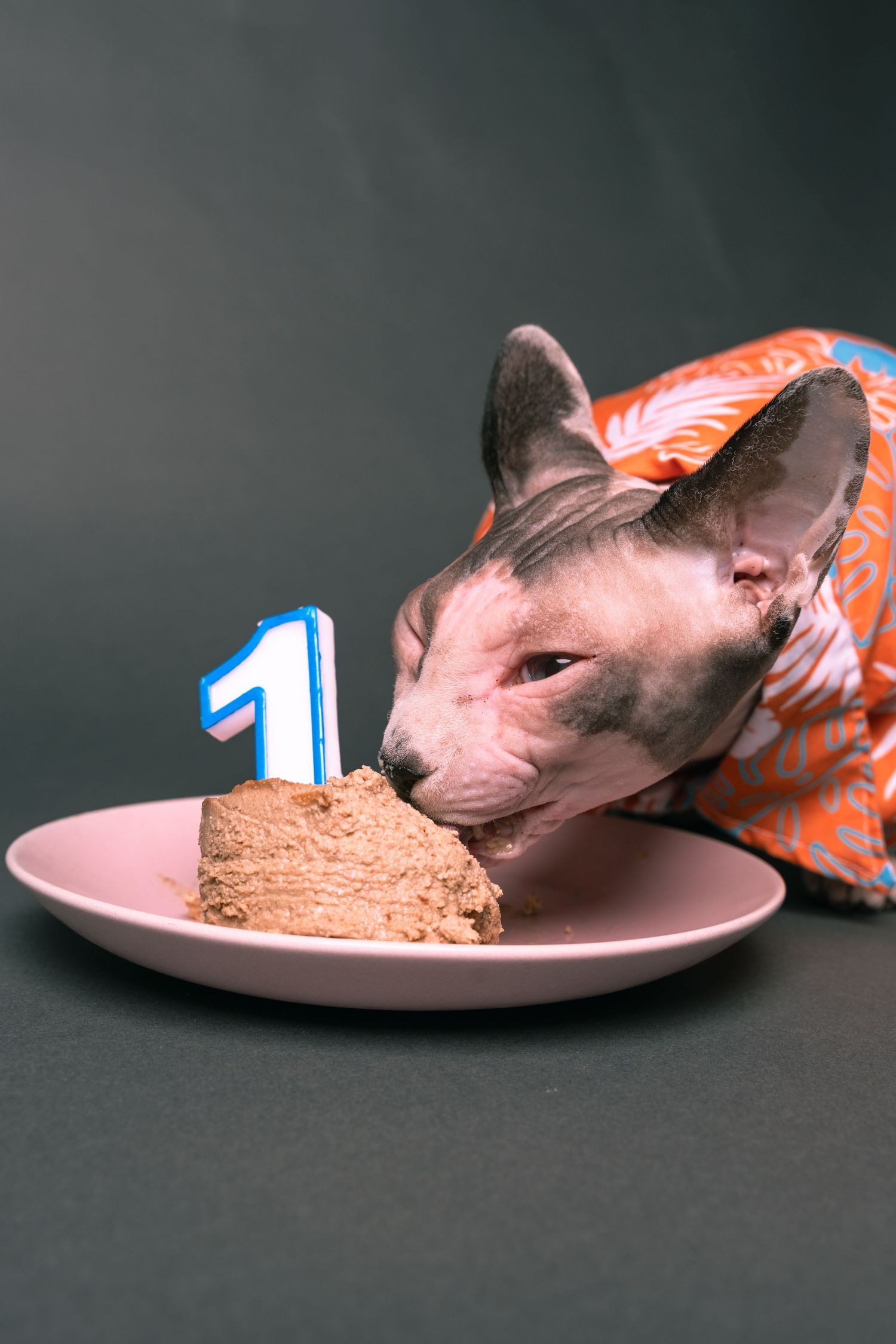 A hairless Sphynx cat wearing an orange shirt eats a slice of birthday cake with a number one candle on a pink plate.