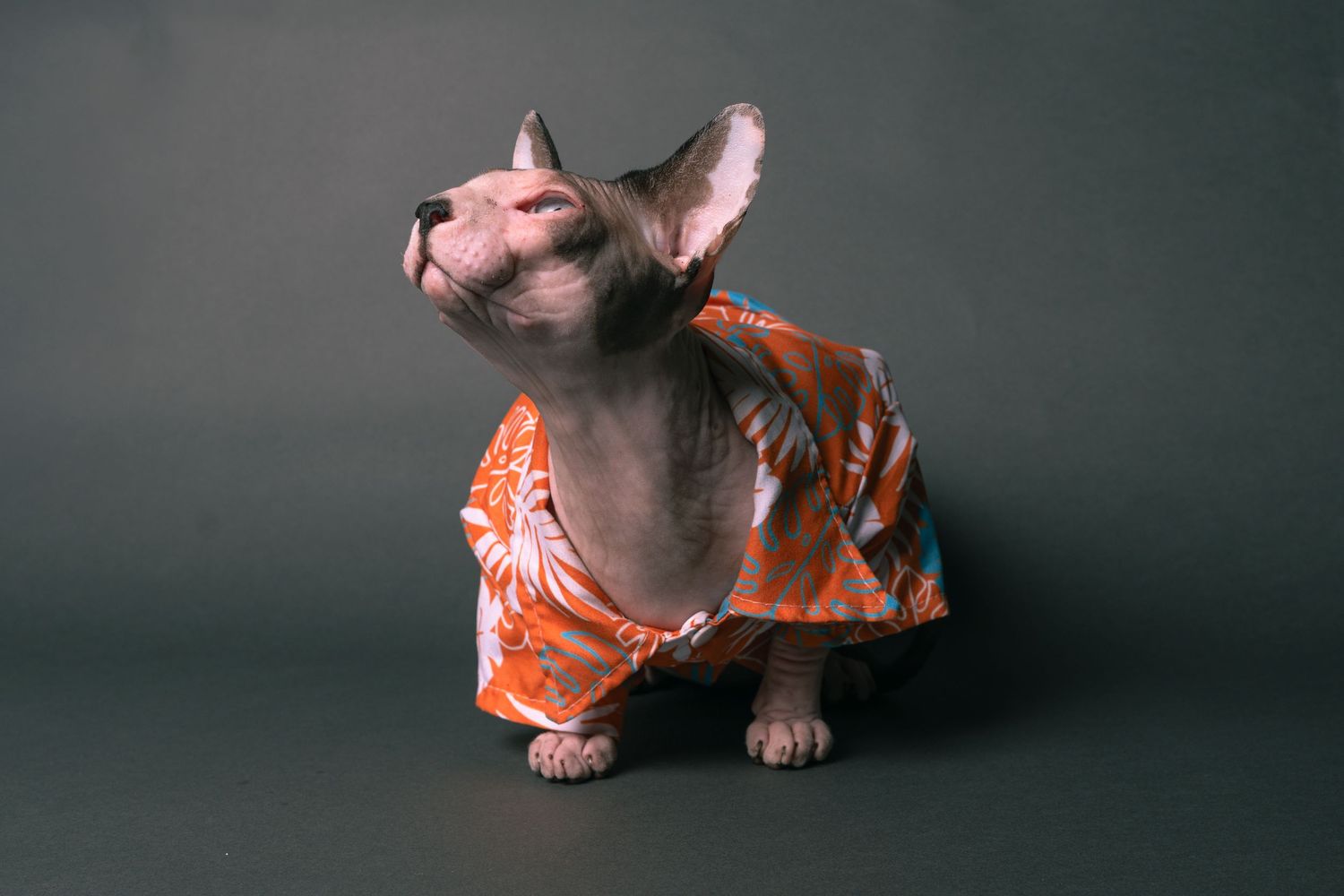 A hairless Sphynx cat wearing an orange floral Hawaiian shirt poses against a dark gray background.