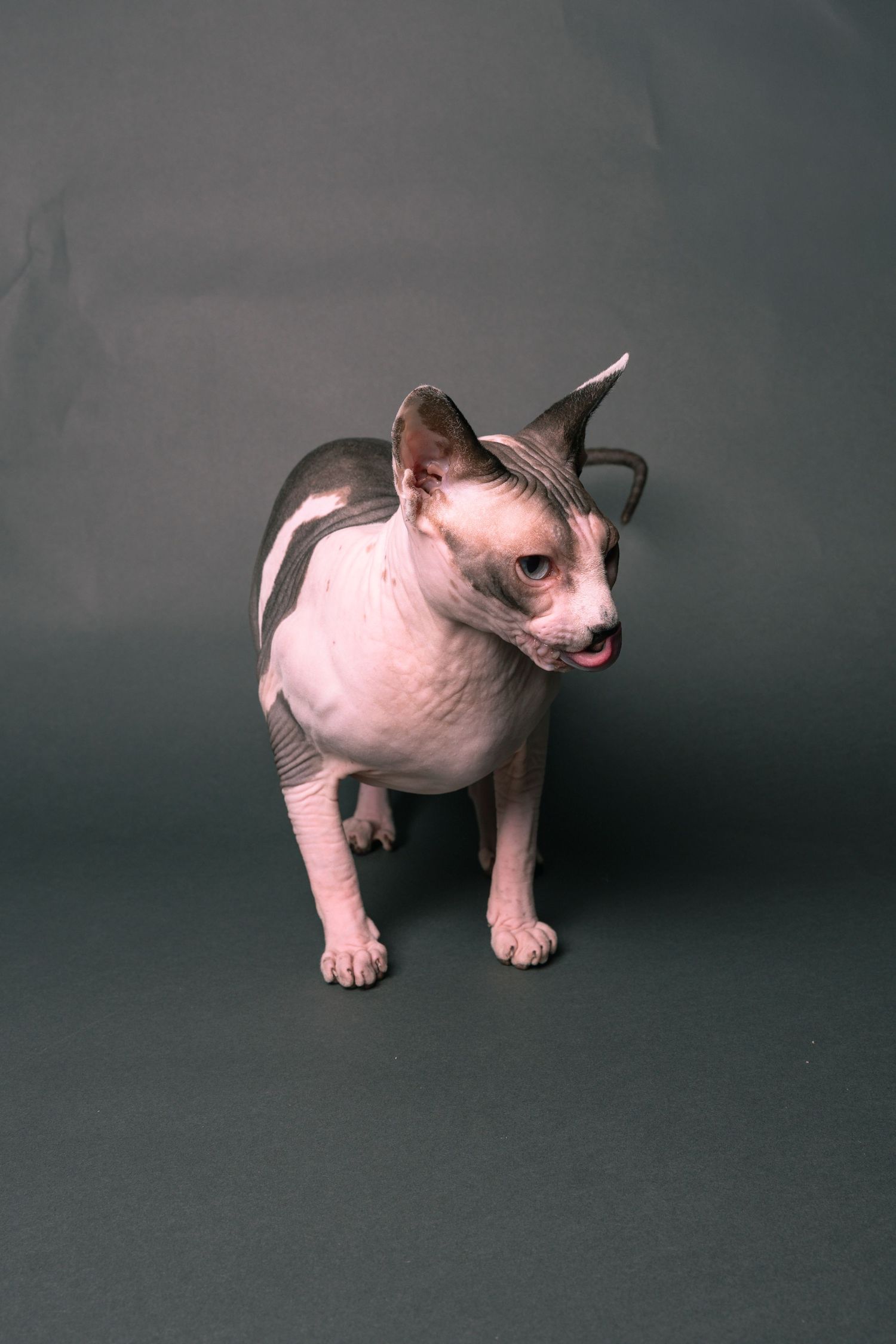 A hairless Sphynx cat standing on a gray background, showing its wrinkled skin and large ears.