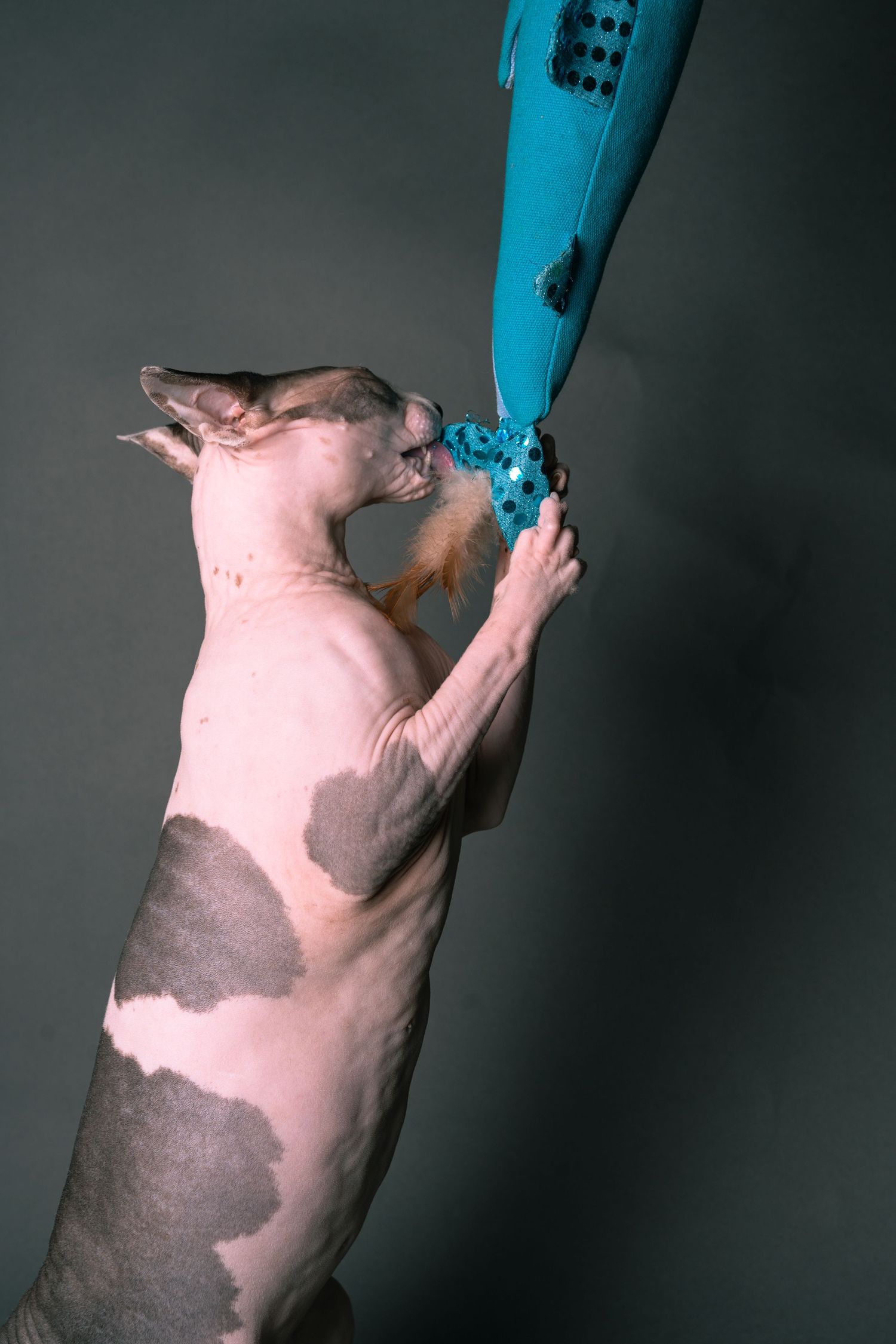 A hairless dog stands on hind legs, playfully biting a turquoise toy against a gray background.
