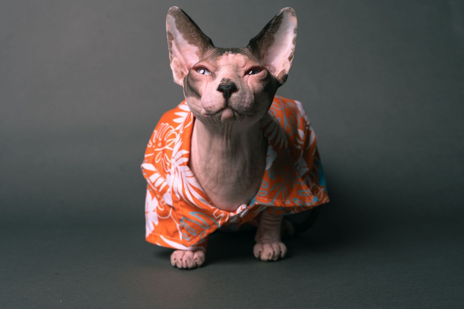 Gray cat wearing orange floral outfit posed against dark studio background. Regina Saskatchewan Photographer.