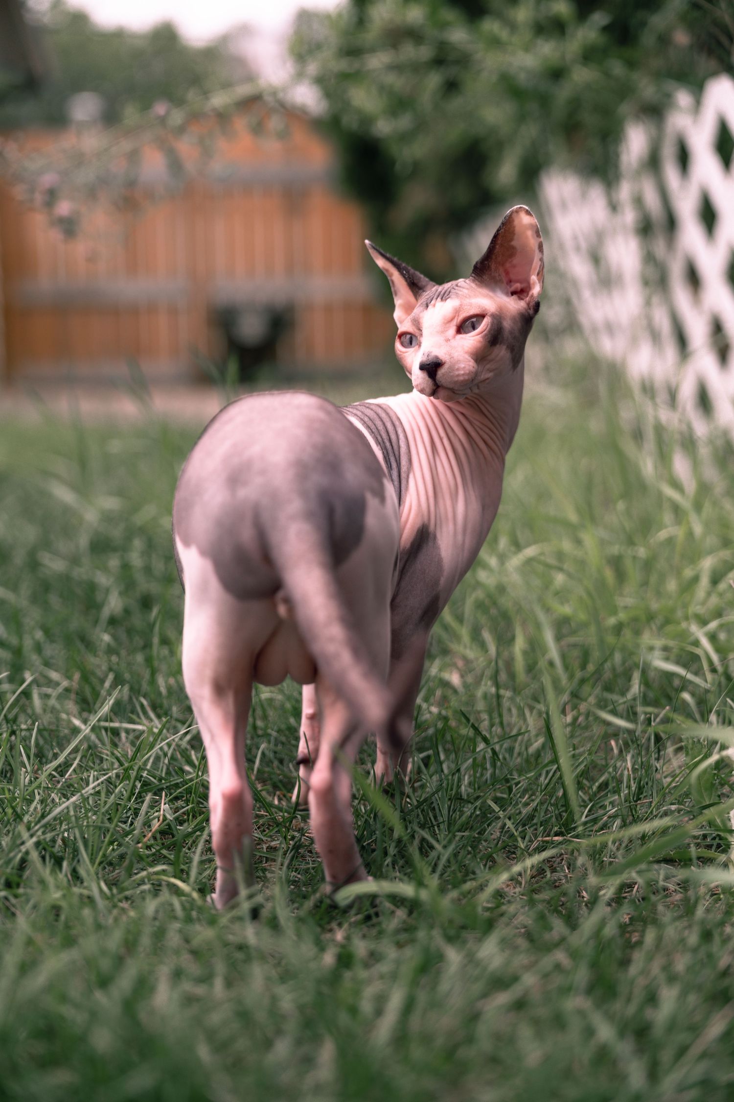 A hairless Sphynx cat standing on green grass in a backyard, looking back over its shoulder.