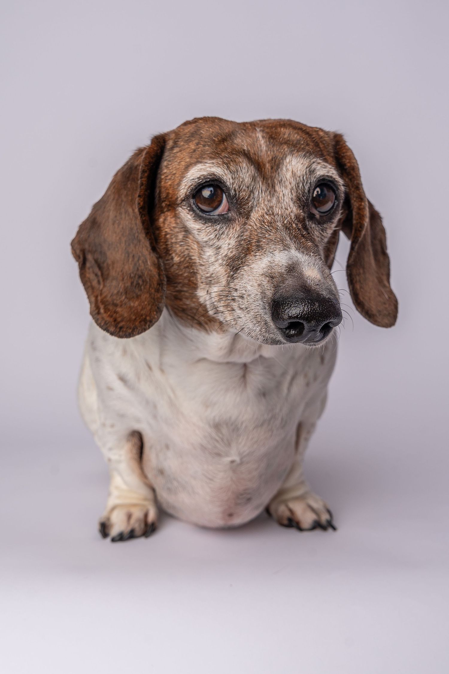 An elderly dachshund dog with brown and white markings sits attentively against a light gray studio background.Saskatchewan Photographer.