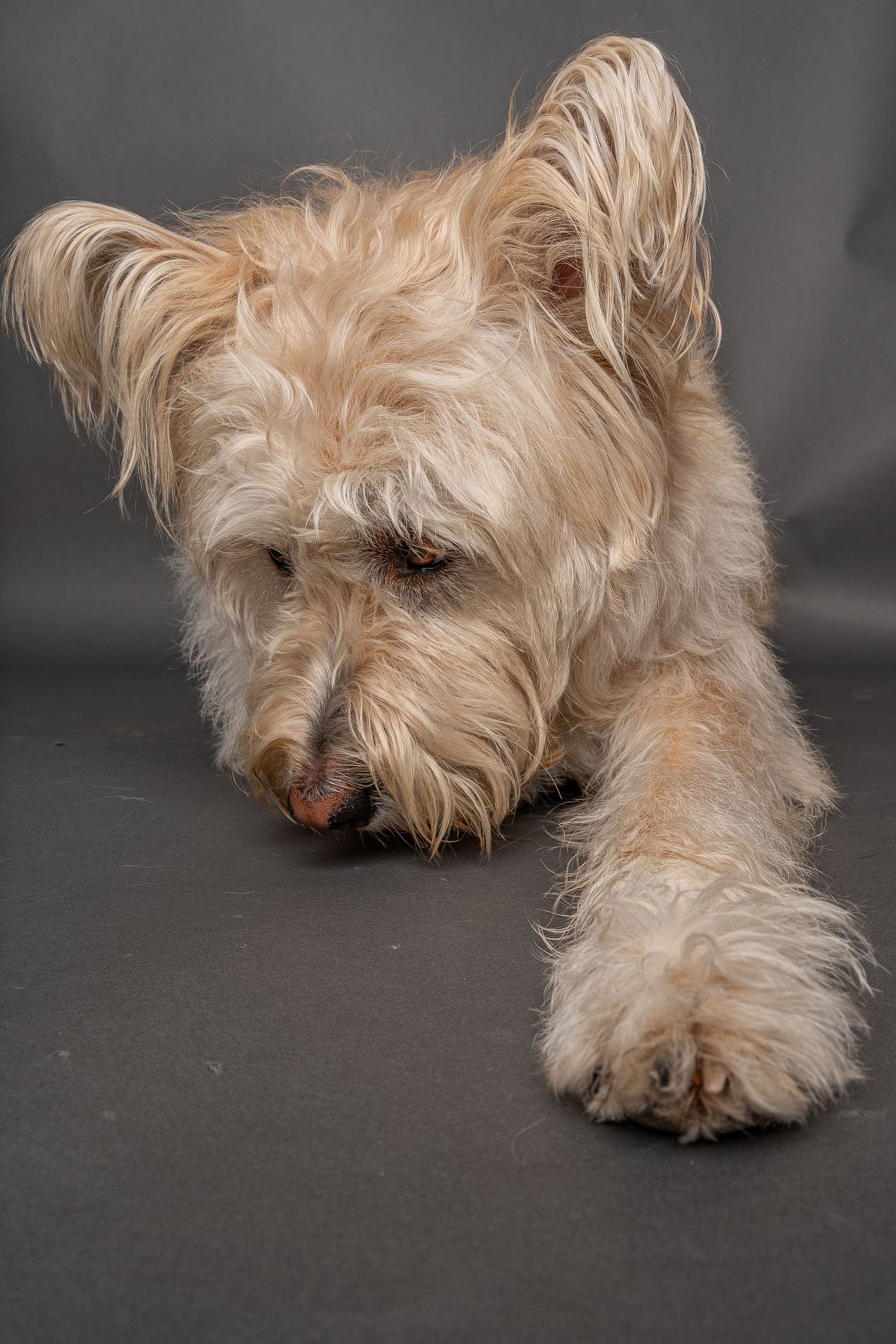 Fluffy light brown terrier dog lying down with head lowered on gray background.