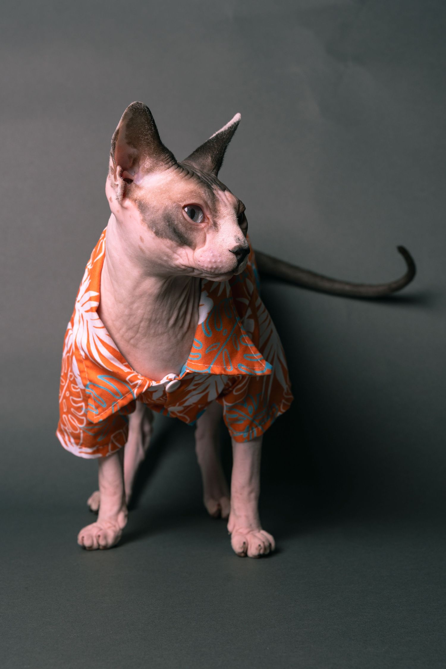 A hairless Sphynx cat wearing an orange floral shirt poses against a gray background.