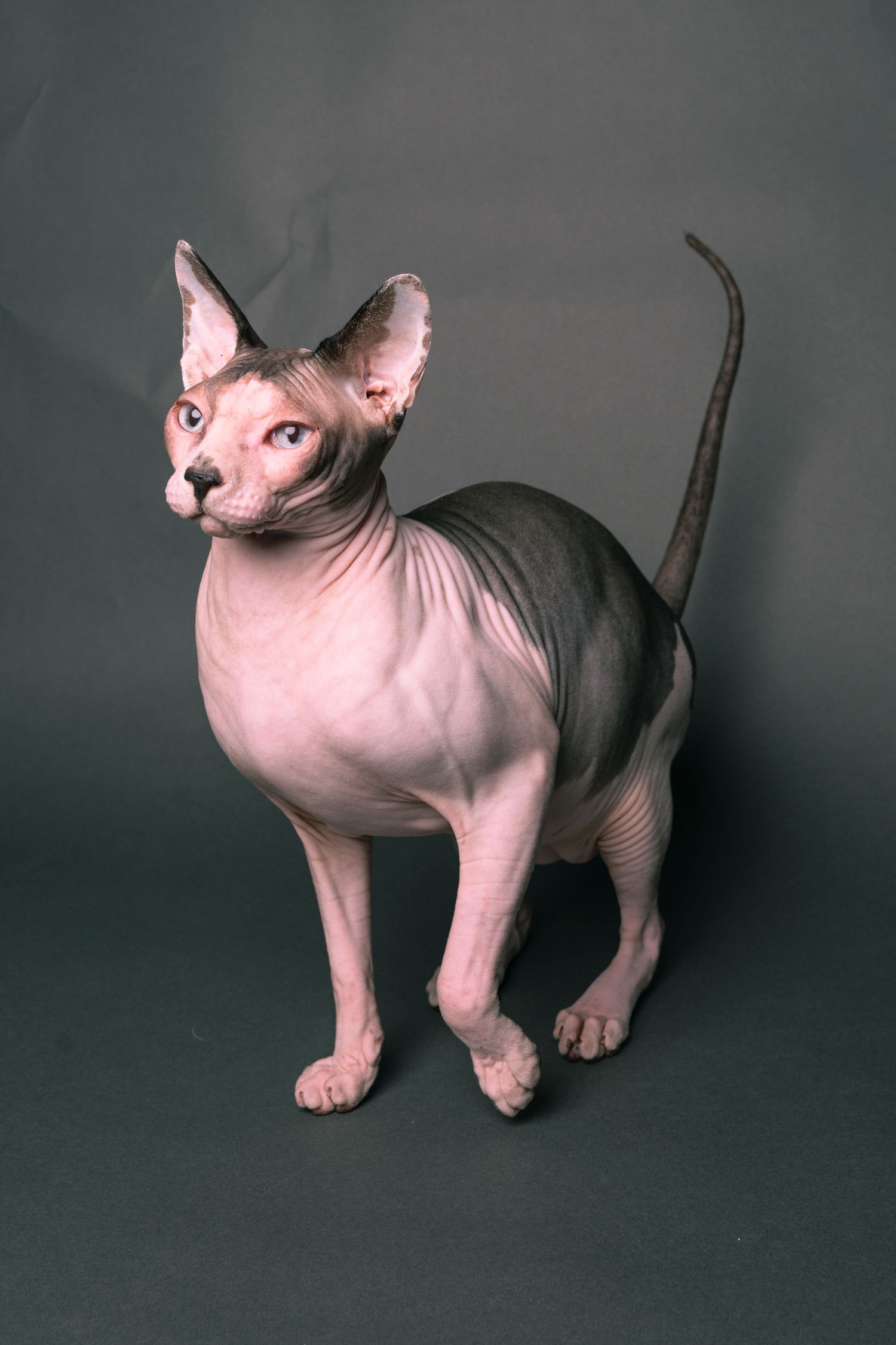 A hairless Sphynx cat with blue eyes stands alert on a gray background, showcasing its wrinkled skin and large ears.