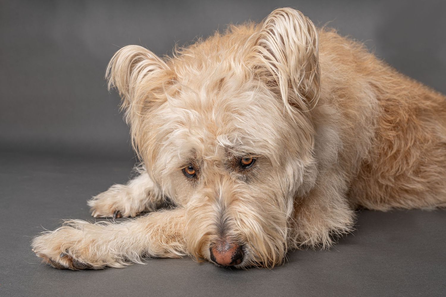 A fluffy light tan terrier dog lying down on a gray background with its head resting on its paws.
