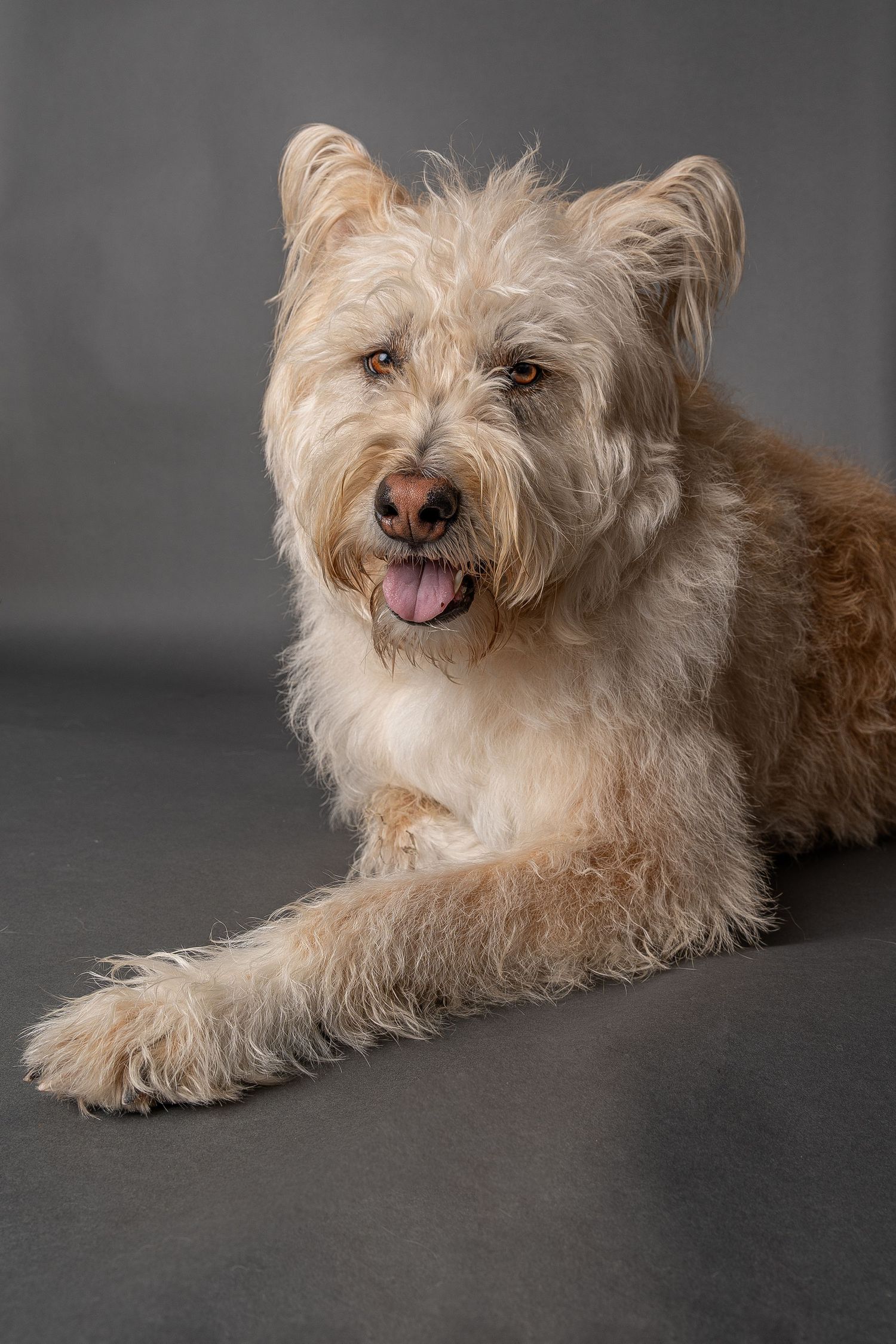 Fluffy cream and tan terrier mix dog lying down with tongue out against a gray studio background.