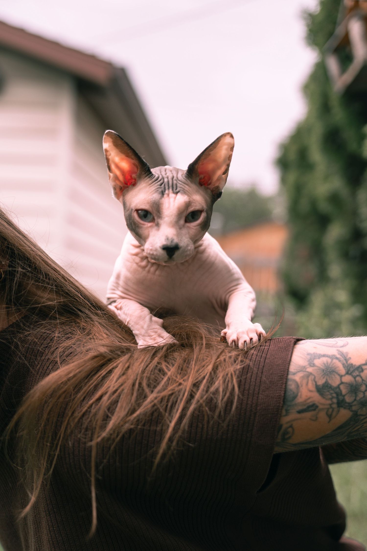 A Sphynx cat perches on the shoulder of a tattooed person outdoors, staring intently at the camera.