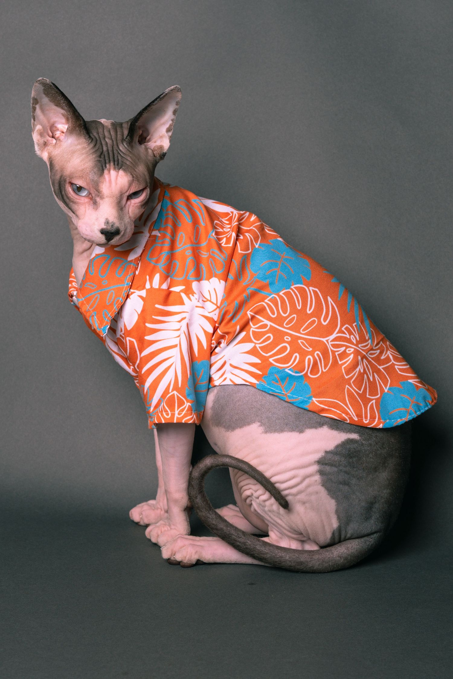 A hairless Sphynx cat wearing an orange tropical Hawaiian shirt, sitting against a gray background.