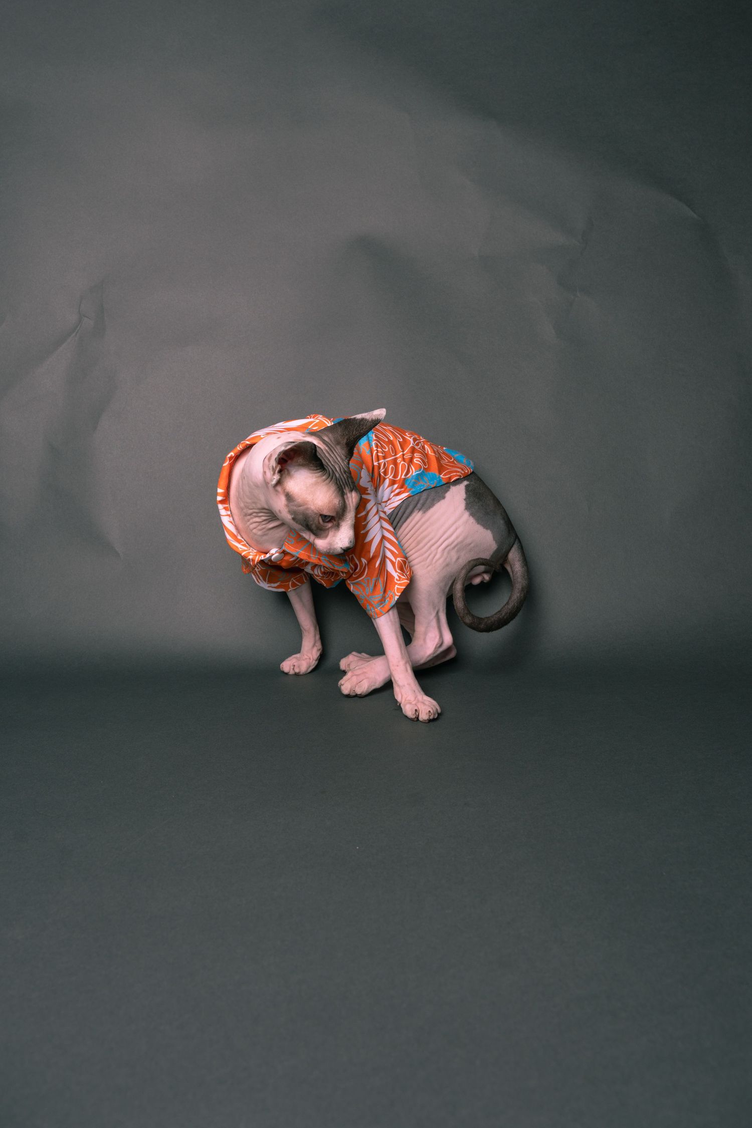 A hairless Sphynx cat wearing a colorful orange outfit poses on a gray background.