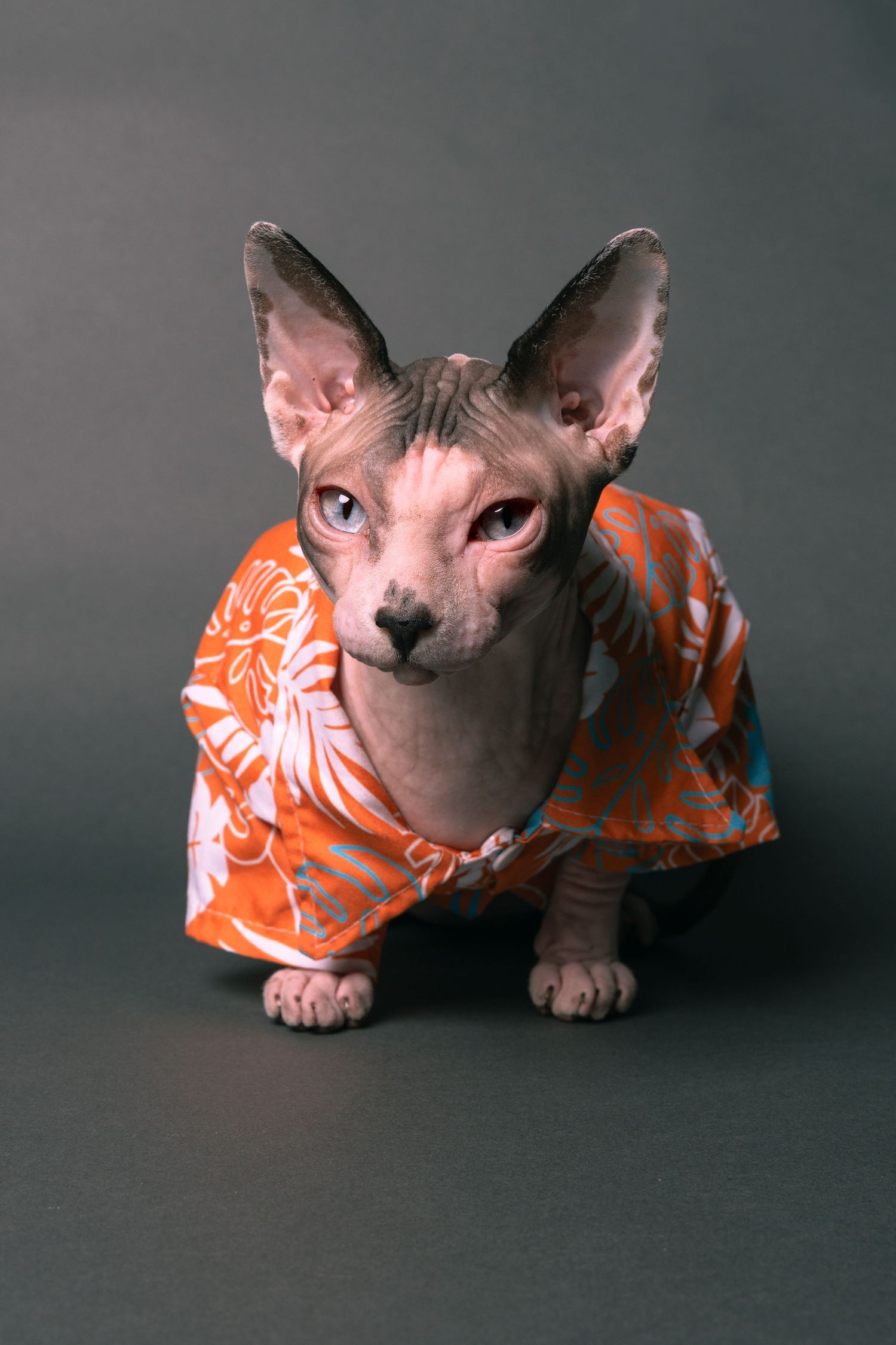 A hairless Sphynx cat wearing an orange floral Hawaiian shirt poses against a gray background.Saskatchewan Photographer.
