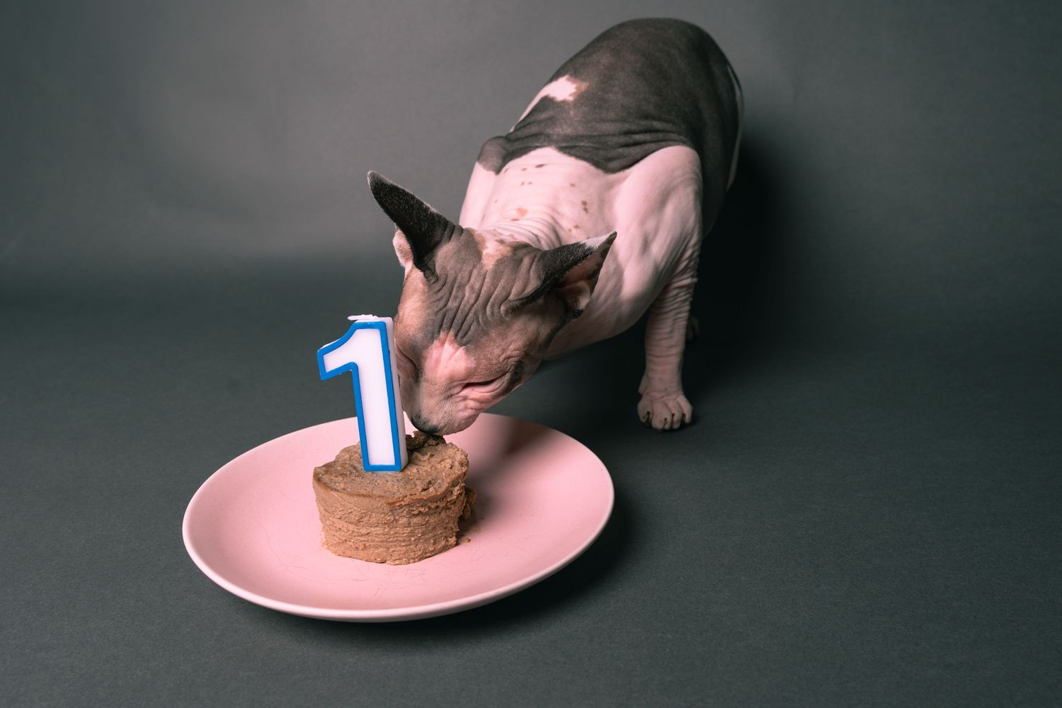 A hairless Sphynx cat eating a small birthday cake with a number one candle on a pink plate against a gray background.