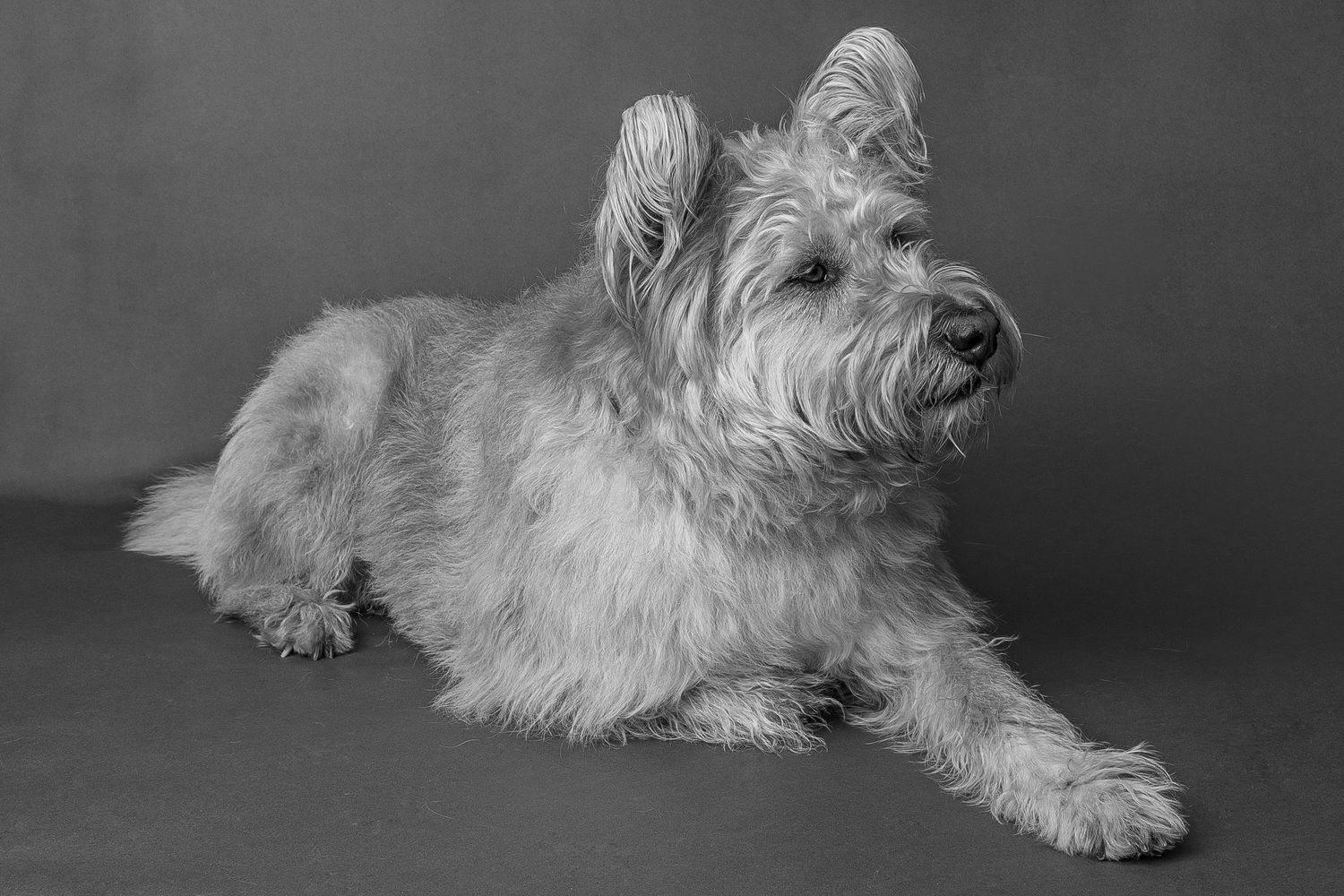 Black and white portrait of a fluffy Cairn Terrier dog lying down against a gray studio background.