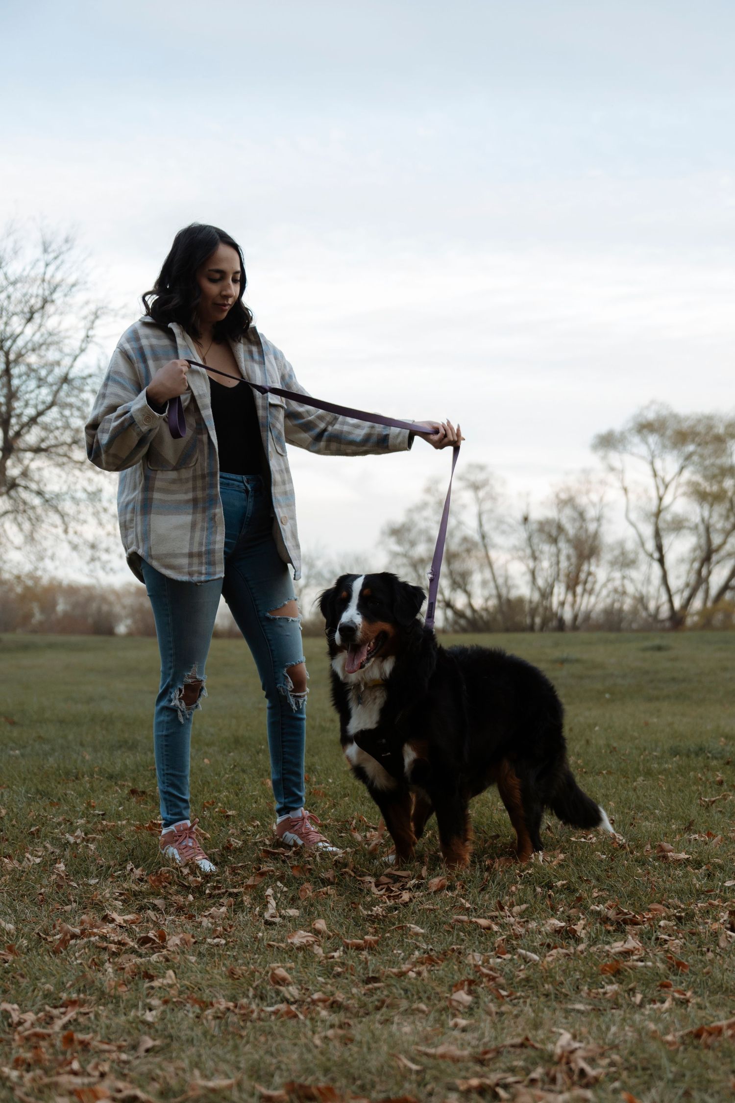 Young woman in plaid shirt and ripped jeans walking a Bernese Mountain Dog on a leash in a park.