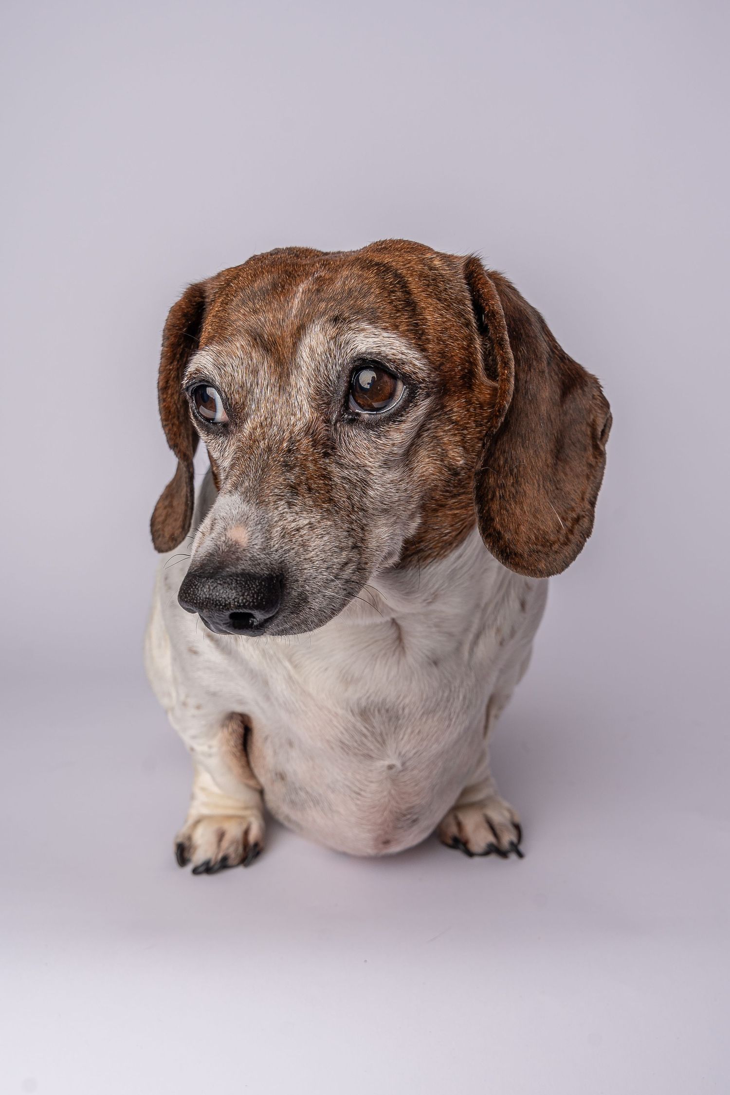 Elderly dachshund dog with brown and white markings sitting against a gray background, looking up with soulful eyes. Saskatchewan Photograph