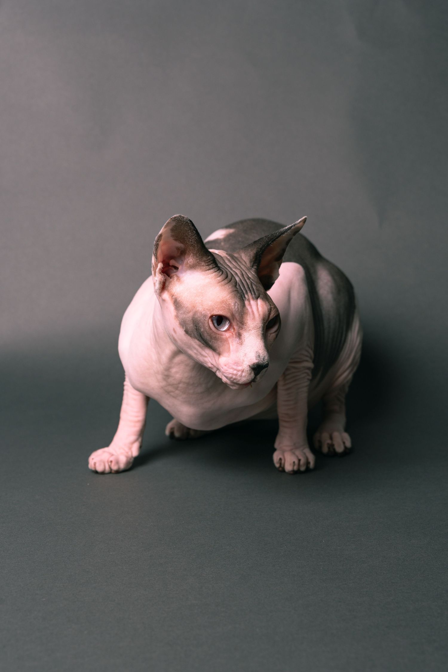 A hairless Sphynx cat crouching on a gray background, looking sideways with large ears and wrinkled skin.