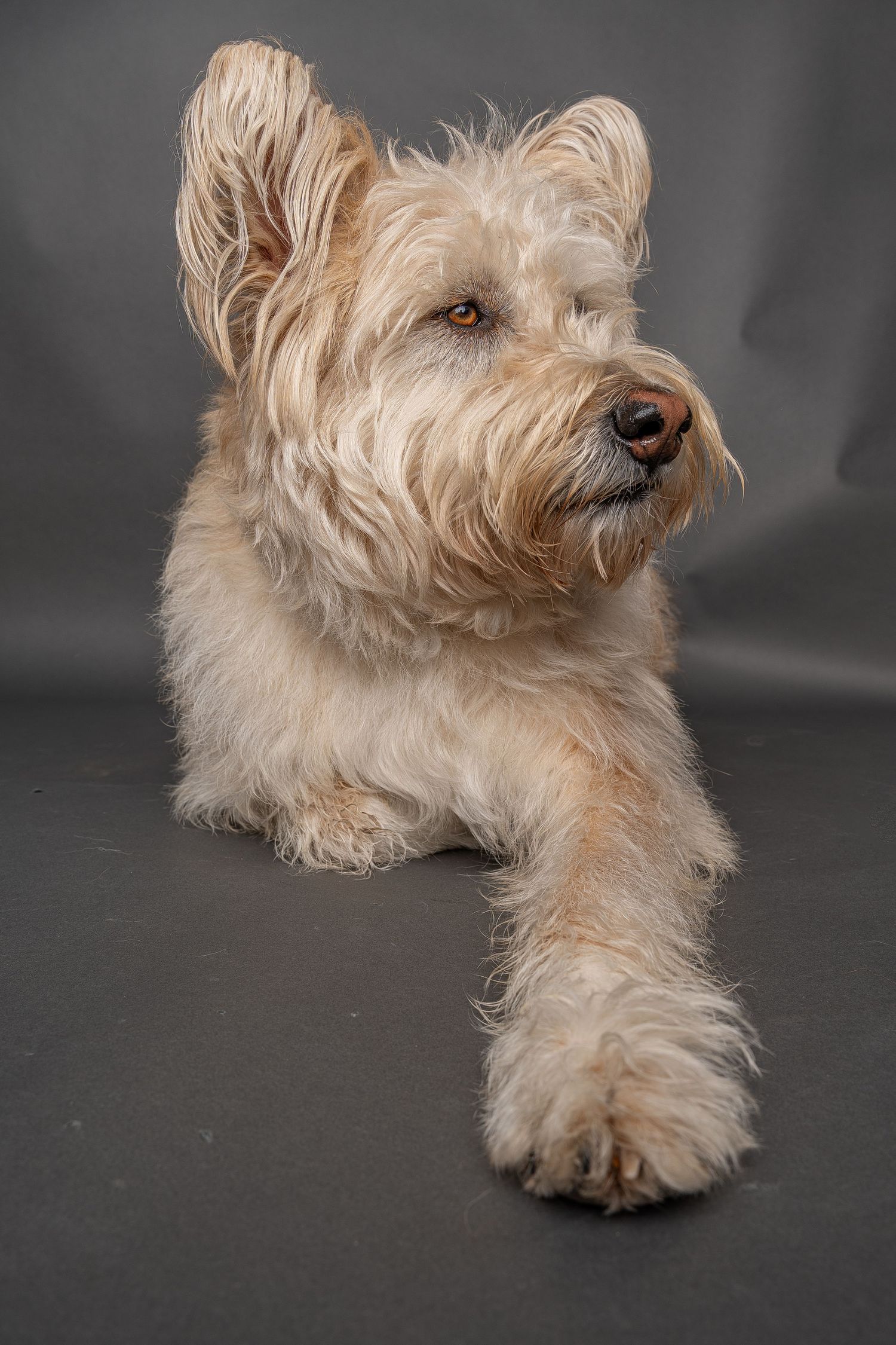 Fluffy cream-colored terrier dog lying down on gray background, looking up with amber eyes in studio portrait.