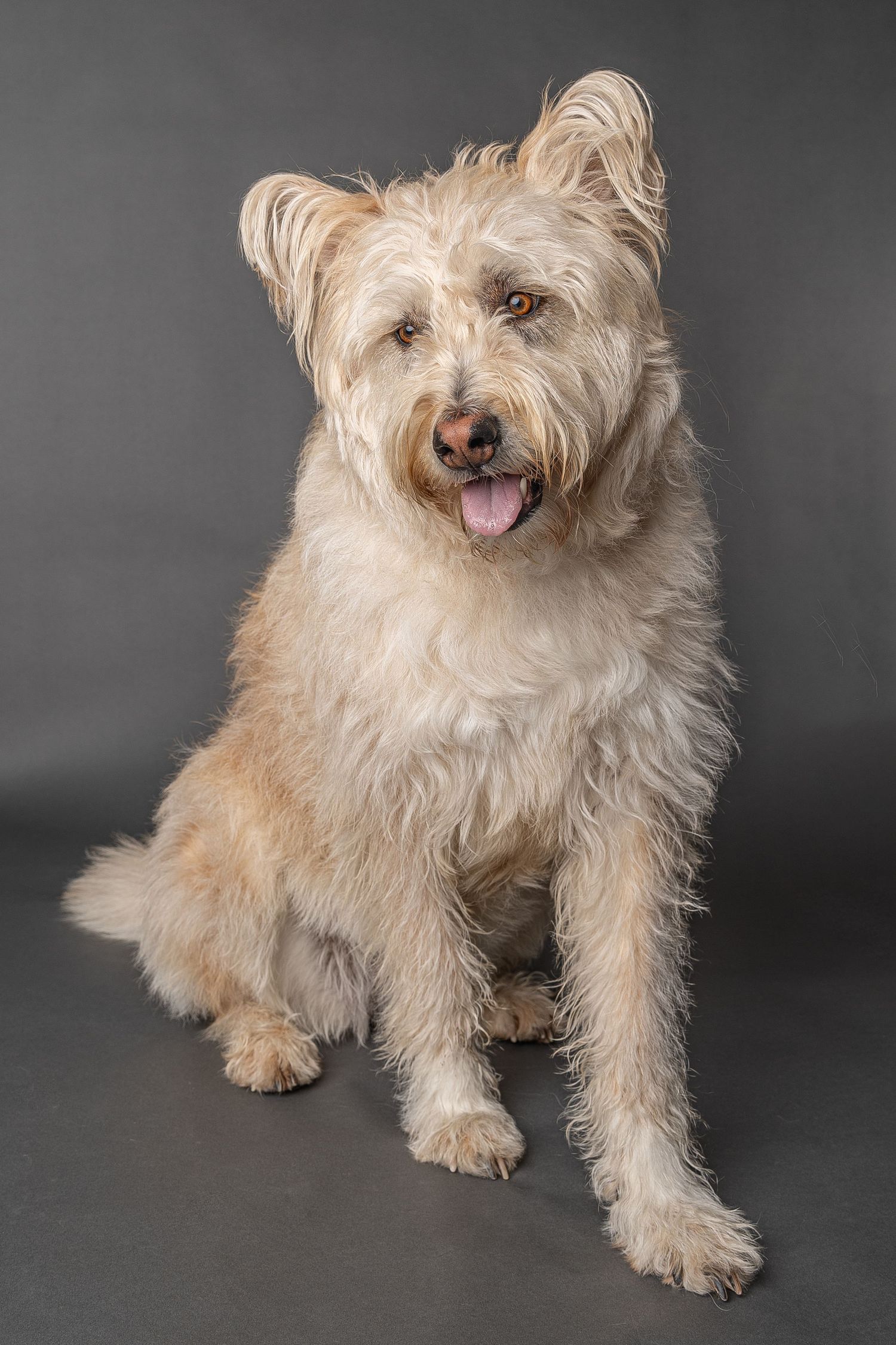 Fluffy cream-colored terrier mix dog sitting against gray background with tongue out and ears perked up.