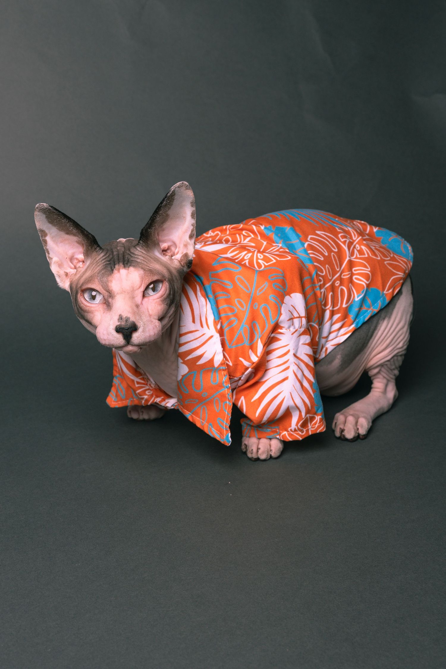 A hairless Sphynx cat wearing an orange and blue tropical Hawaiian shirt, sitting against a dark gray background.