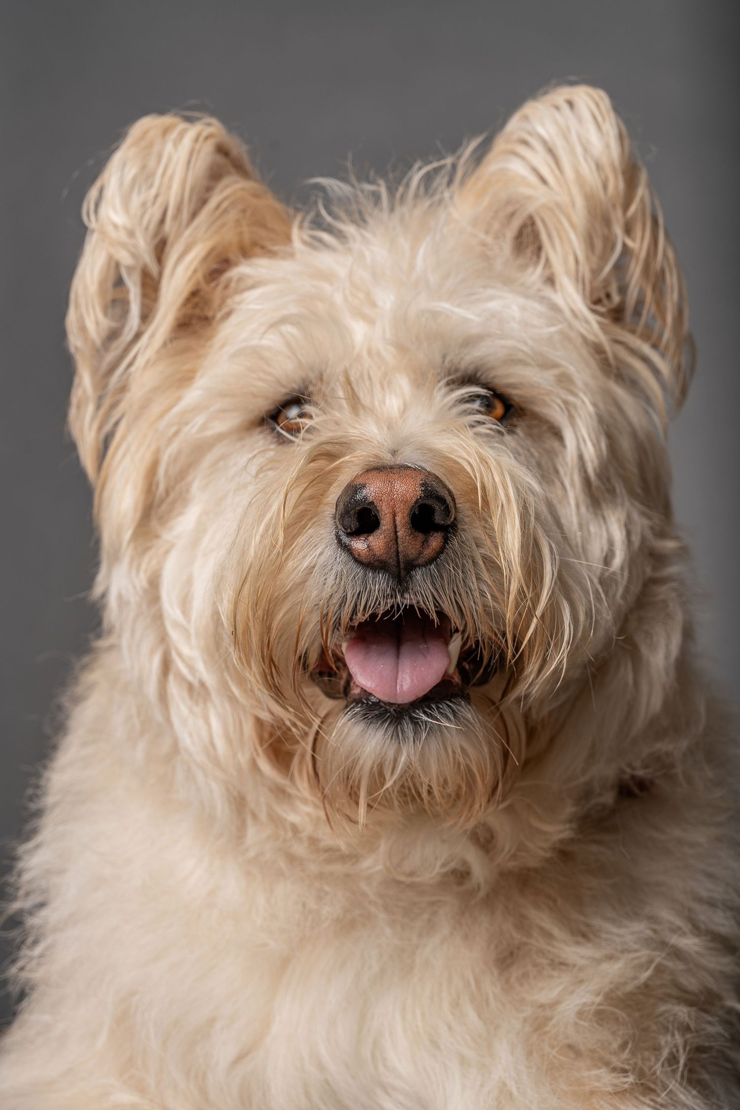 A fluffy cream-colored terrier dog with bright eyes and open mouth poses against a gray studio background.