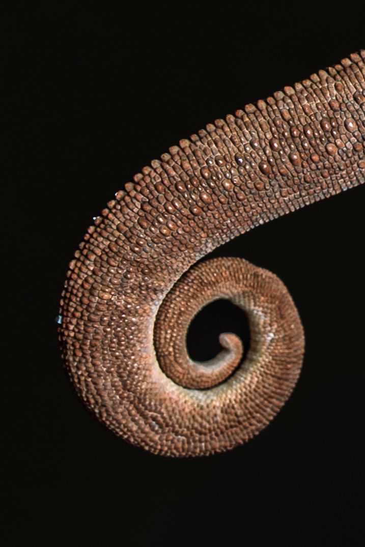 Close-up of a chameleon tail curled in a spiral, showing detailed brown scaly texture against black background.