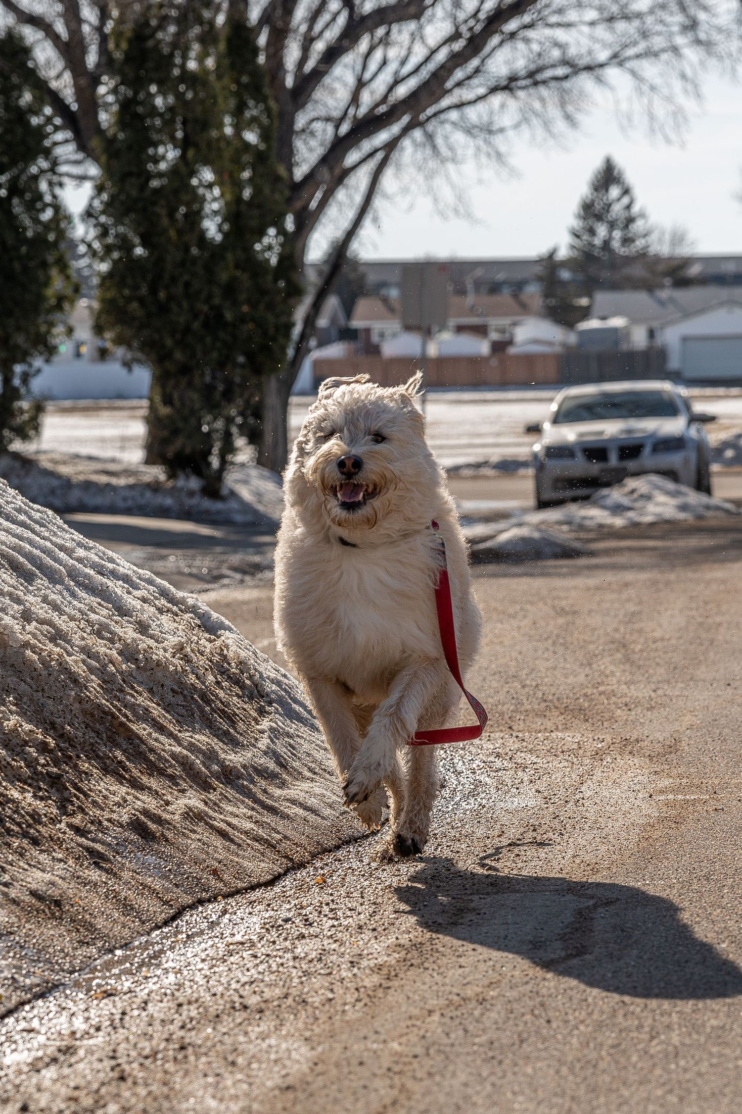 Fluffy white dog running on a snowy path with a red leash in a winter suburban neighborhood.