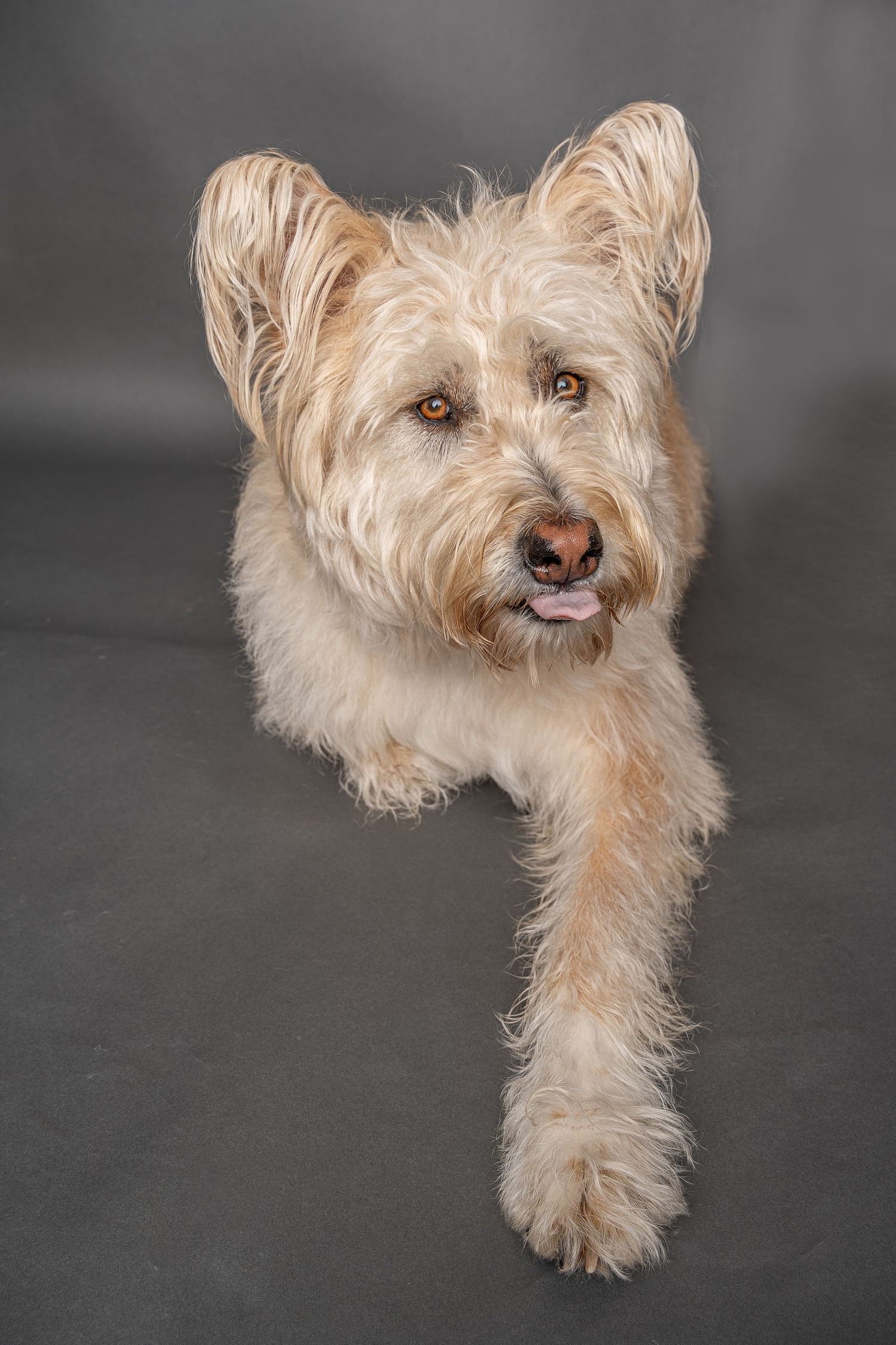 Fluffy cream-colored terrier mix dog lying down with tongue out against gray studio background.