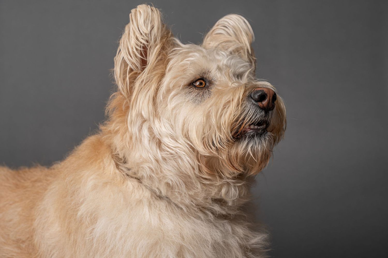 A fluffy cream-colored terrier dog poses against a gray studio background, showcasing its long wavy fur and alert expression.