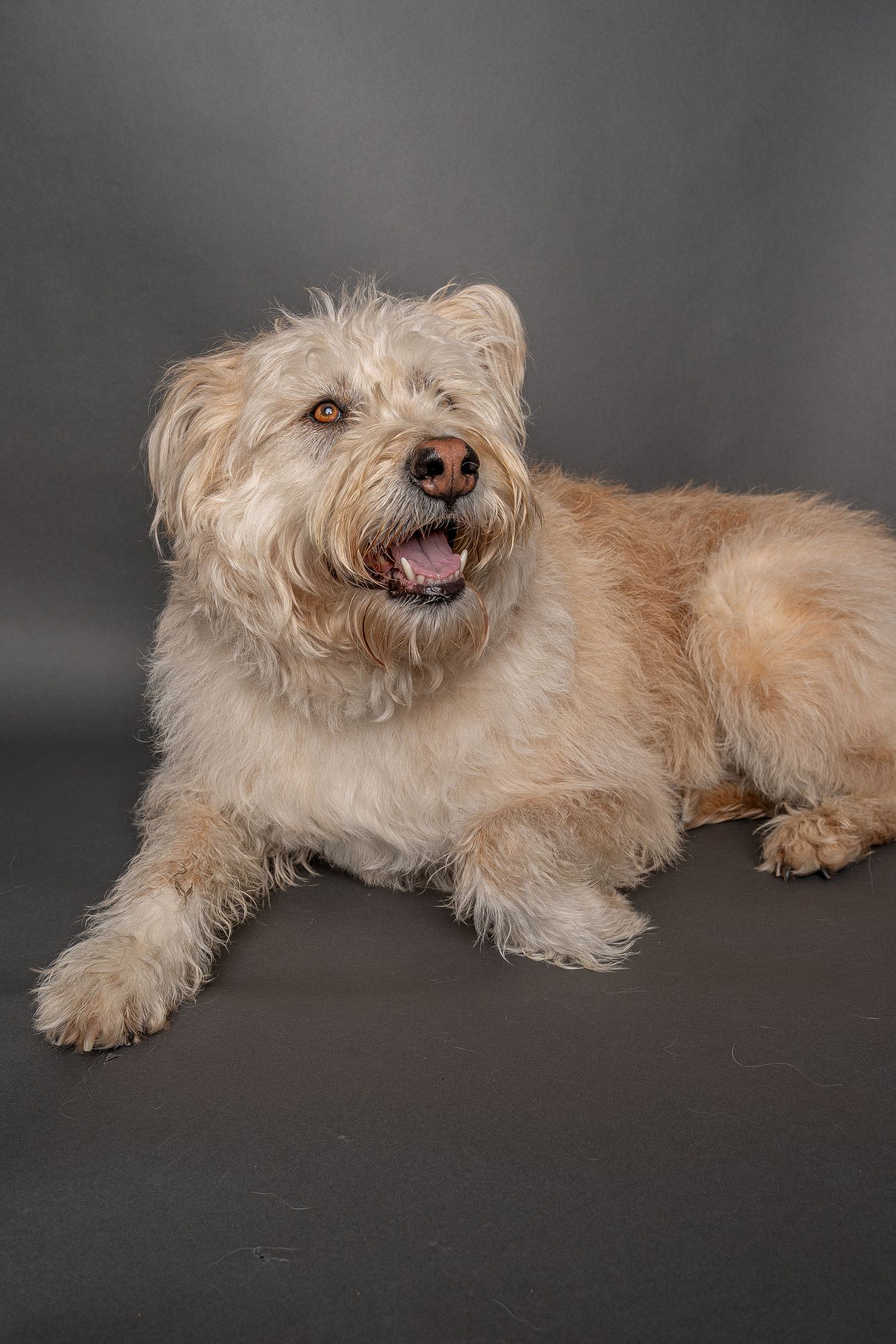 A fluffy cream-colored dog with shaggy fur lies on a gray background, mouth open in a happy expression.