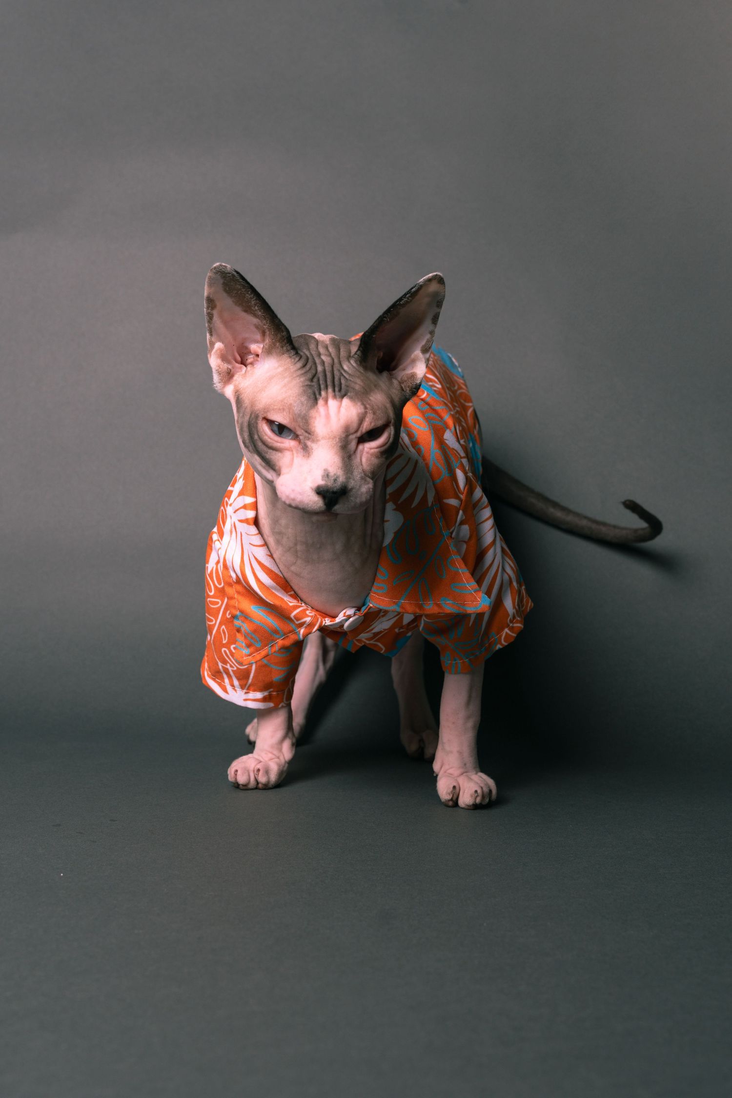 A hairless Sphynx cat wearing an orange floral shirt sits on a gray background, looking directly at the camera.
