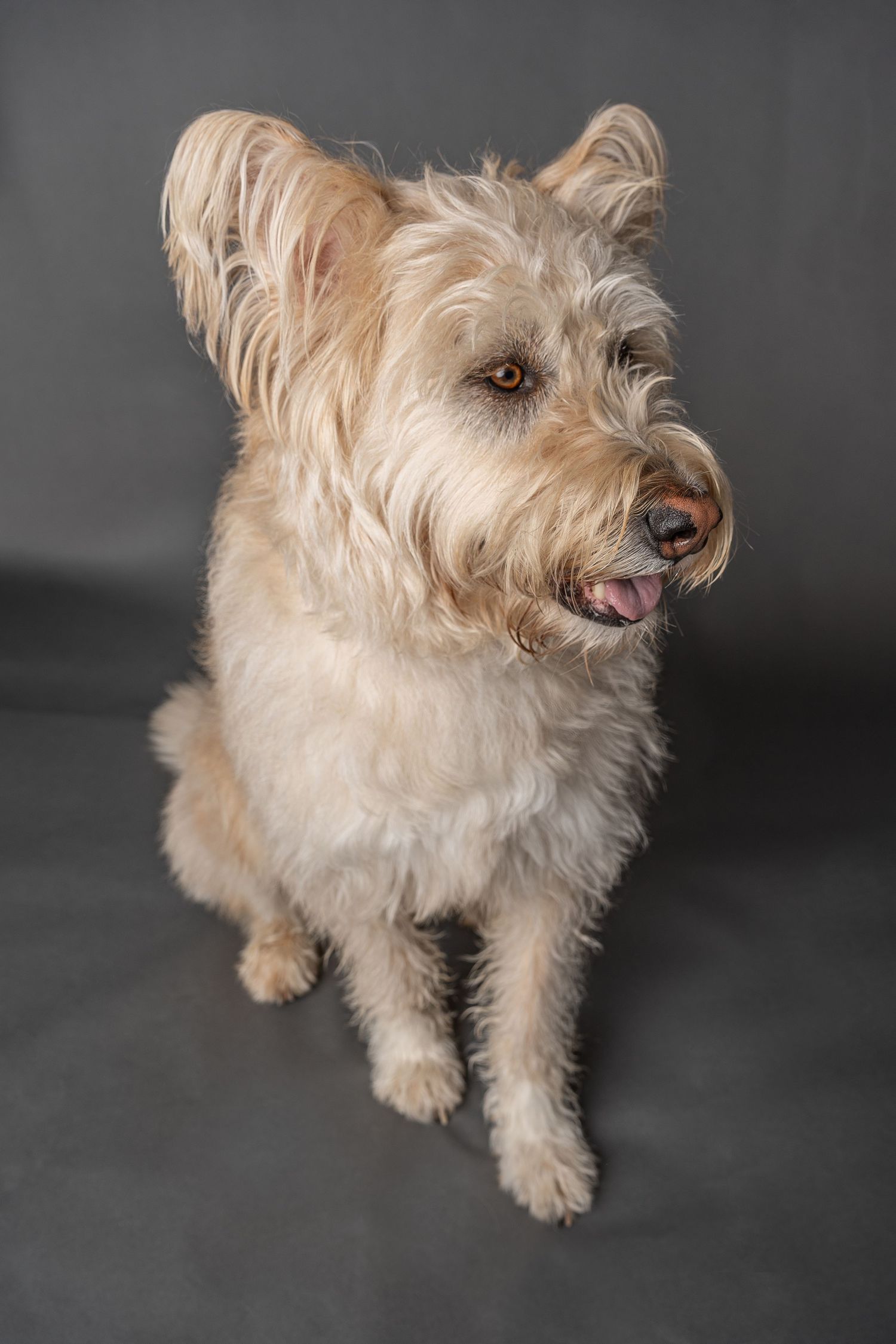 Fluffy cream-colored terrier mix dog sitting against a gray studio background with tongue slightly out.