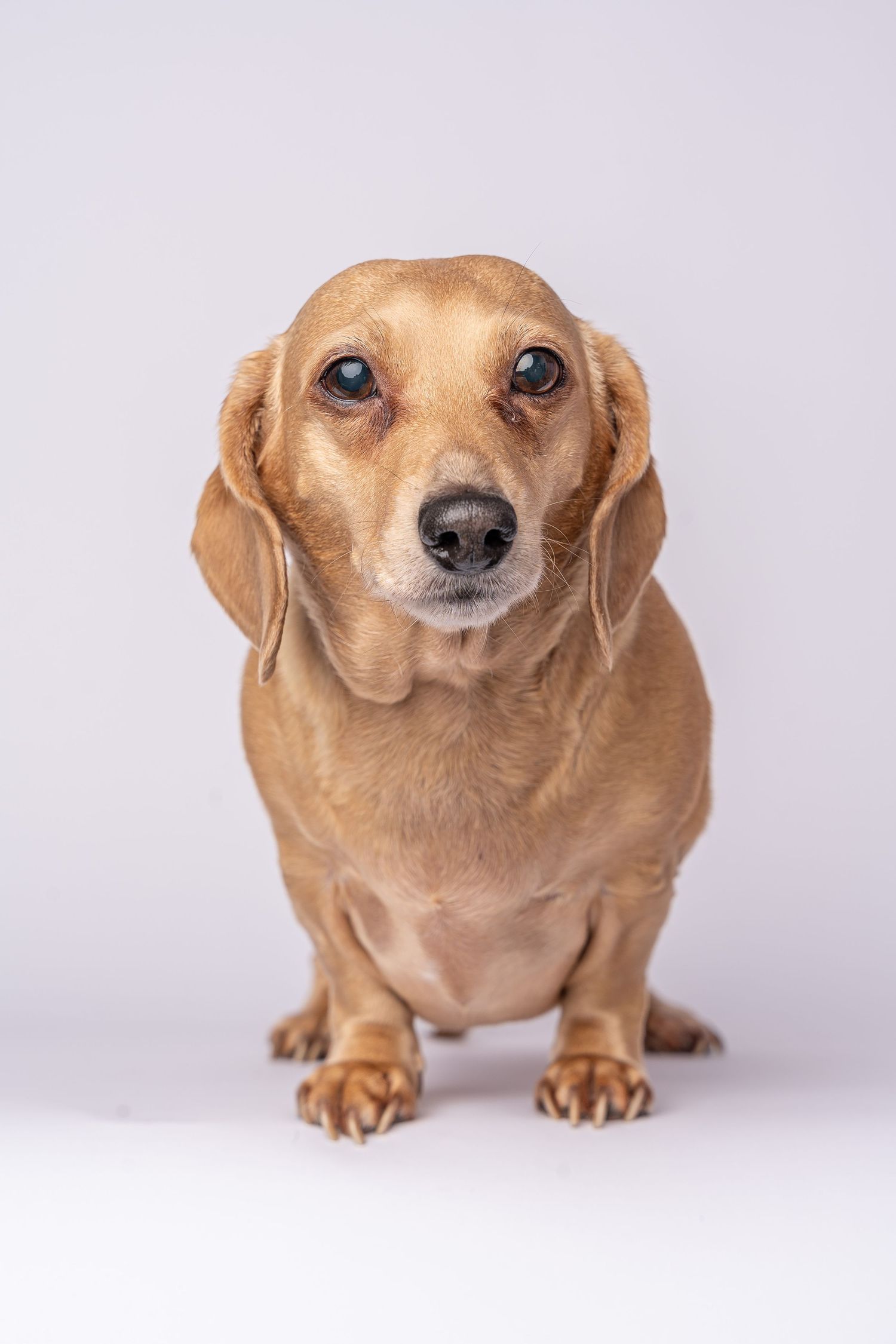 Adorable tan dachshund sitting upright on white background, looking directly at camera with soulful eyes.