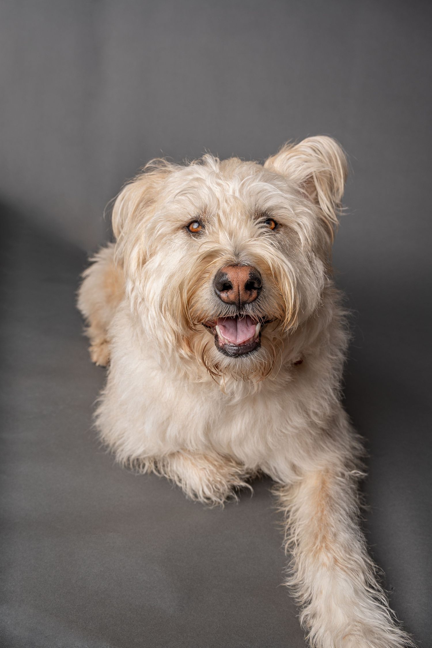 Fluffy cream-colored dog with tongue out lying down against gray background, looking up happily.