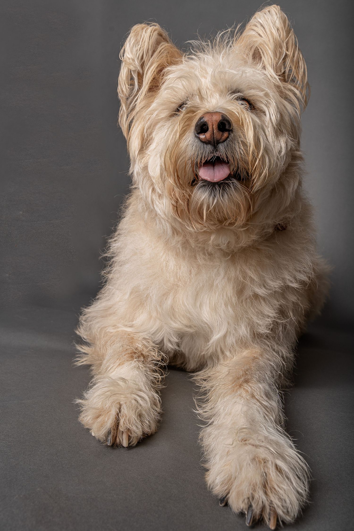 Fluffy cream-colored terrier dog lying down with tongue out against a gray studio background.
