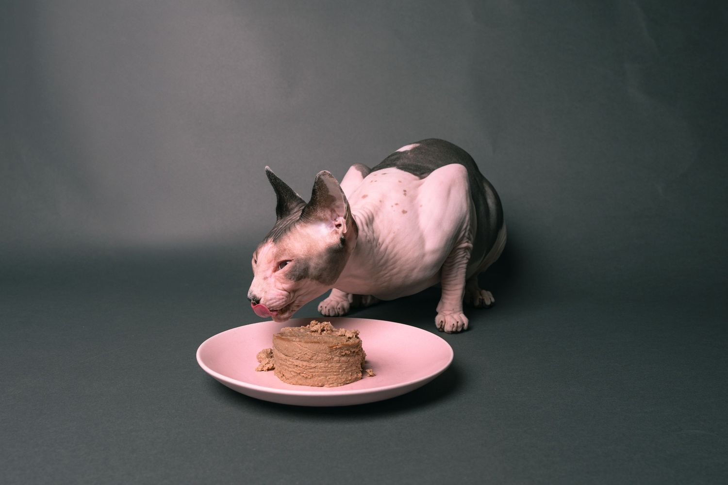 A hairless Sphynx cat licks a small cake on a pink plate against a gray background.
