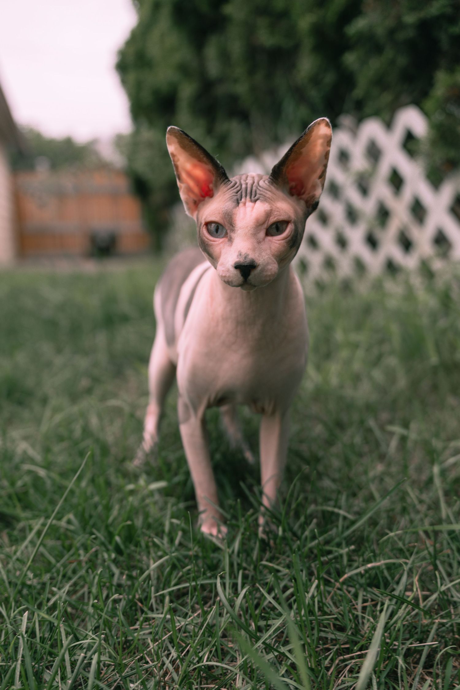 A hairless Sphynx cat with large ears stands on green grass in a backyard, gazing directly at the camera.