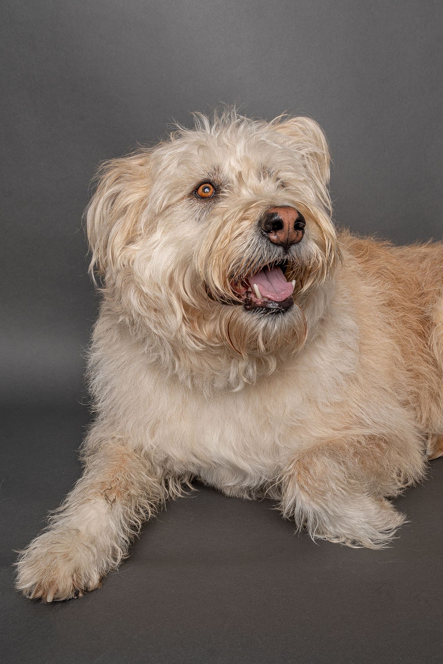 Fluffy cream-colored dog lying down with mouth open, photographed against a gray studio background.