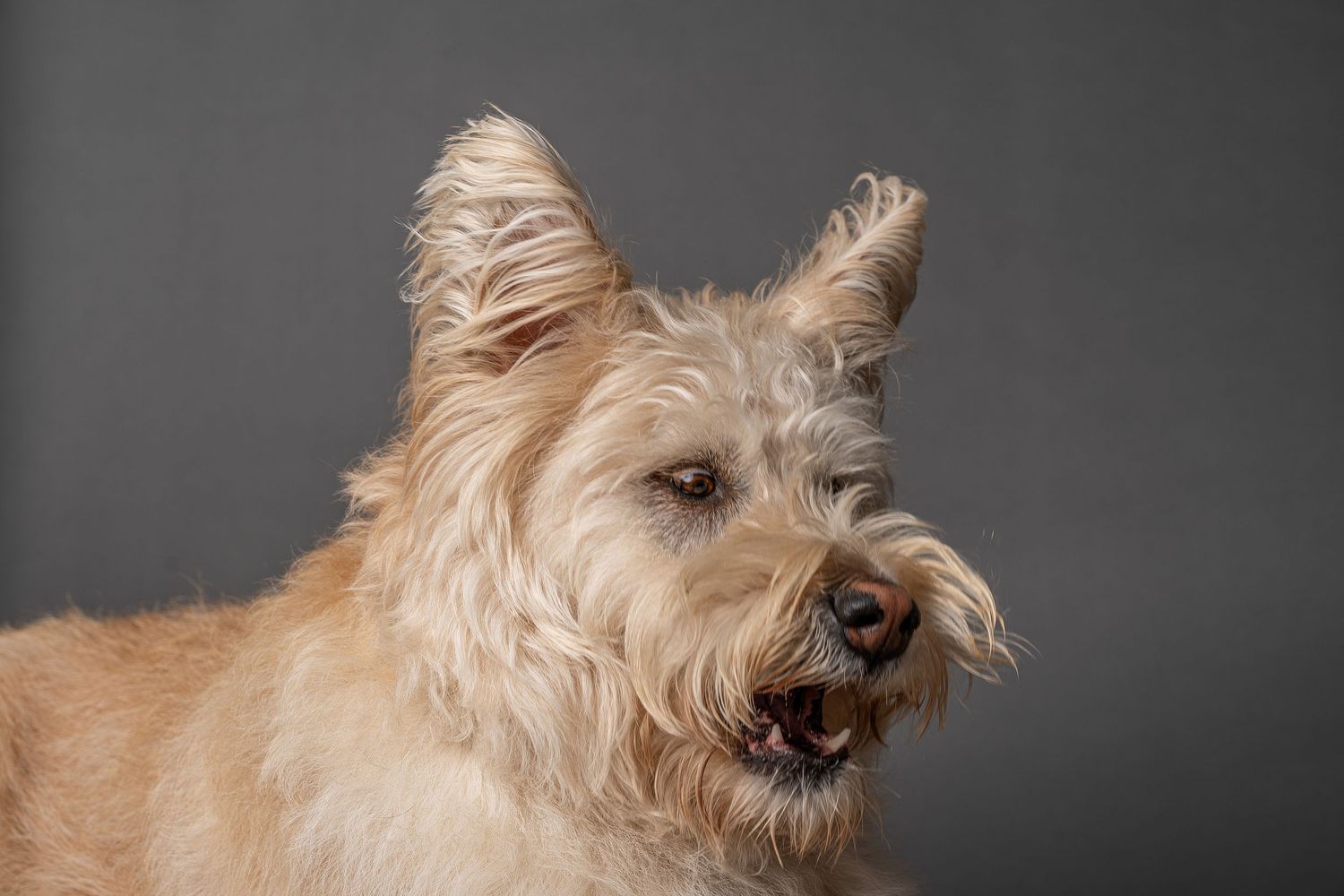 Fluffy tan terrier dog with wispy fur and perky ears posed against a gray studio background.