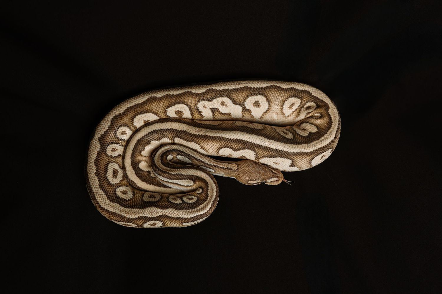 Ball python coiled on black background, displaying brown and cream patterned scales.