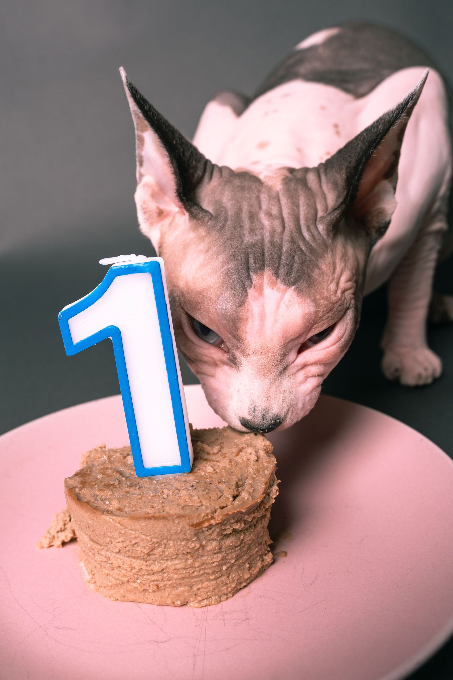A hairless Sphynx cat sniffs a small birthday cake with a number one candle on a pink plate.