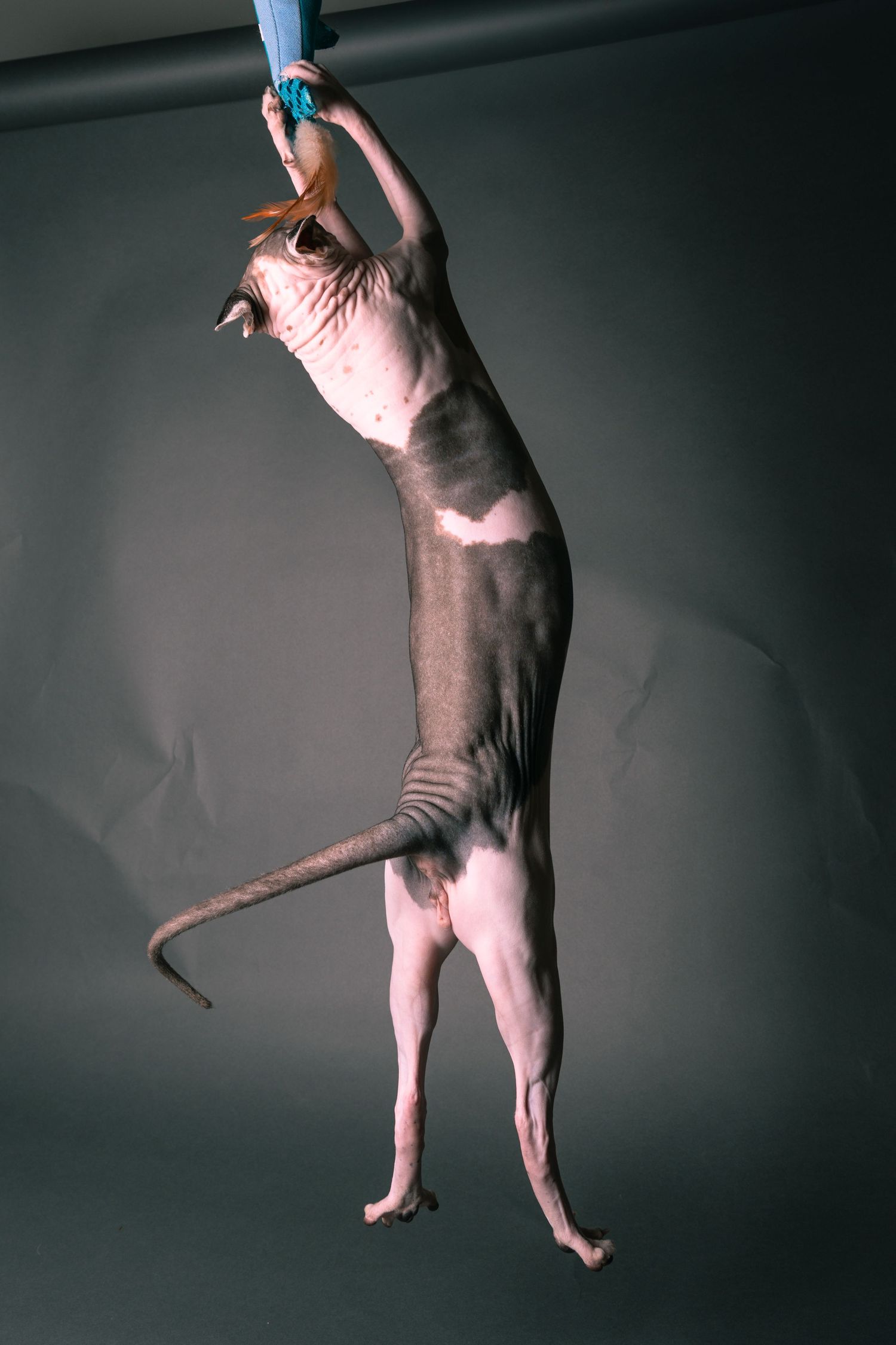 A hairless Sphynx cat stretches upward on hind legs, reaching for a blue toy against a gray background.